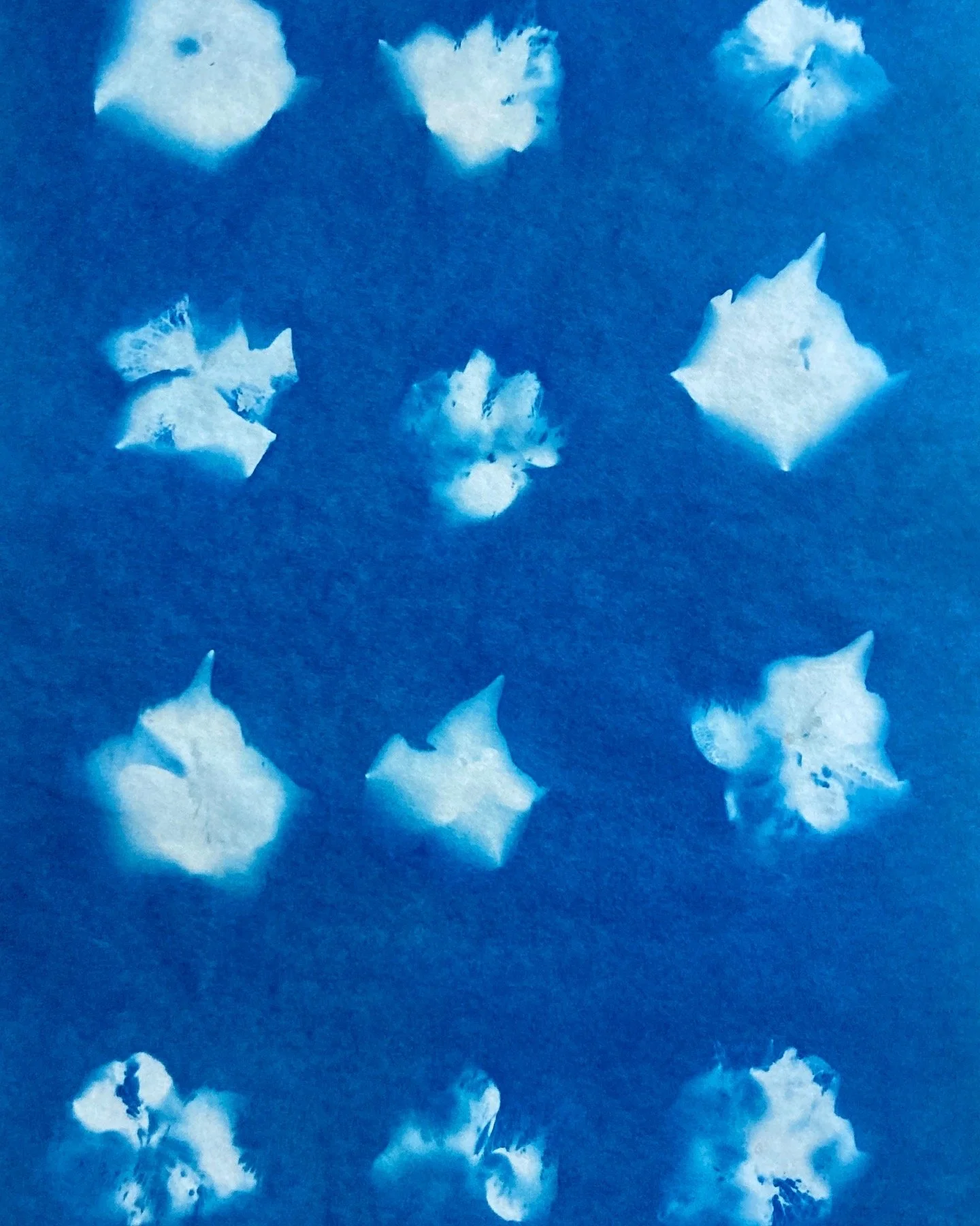 hydrangeas, cyanotype