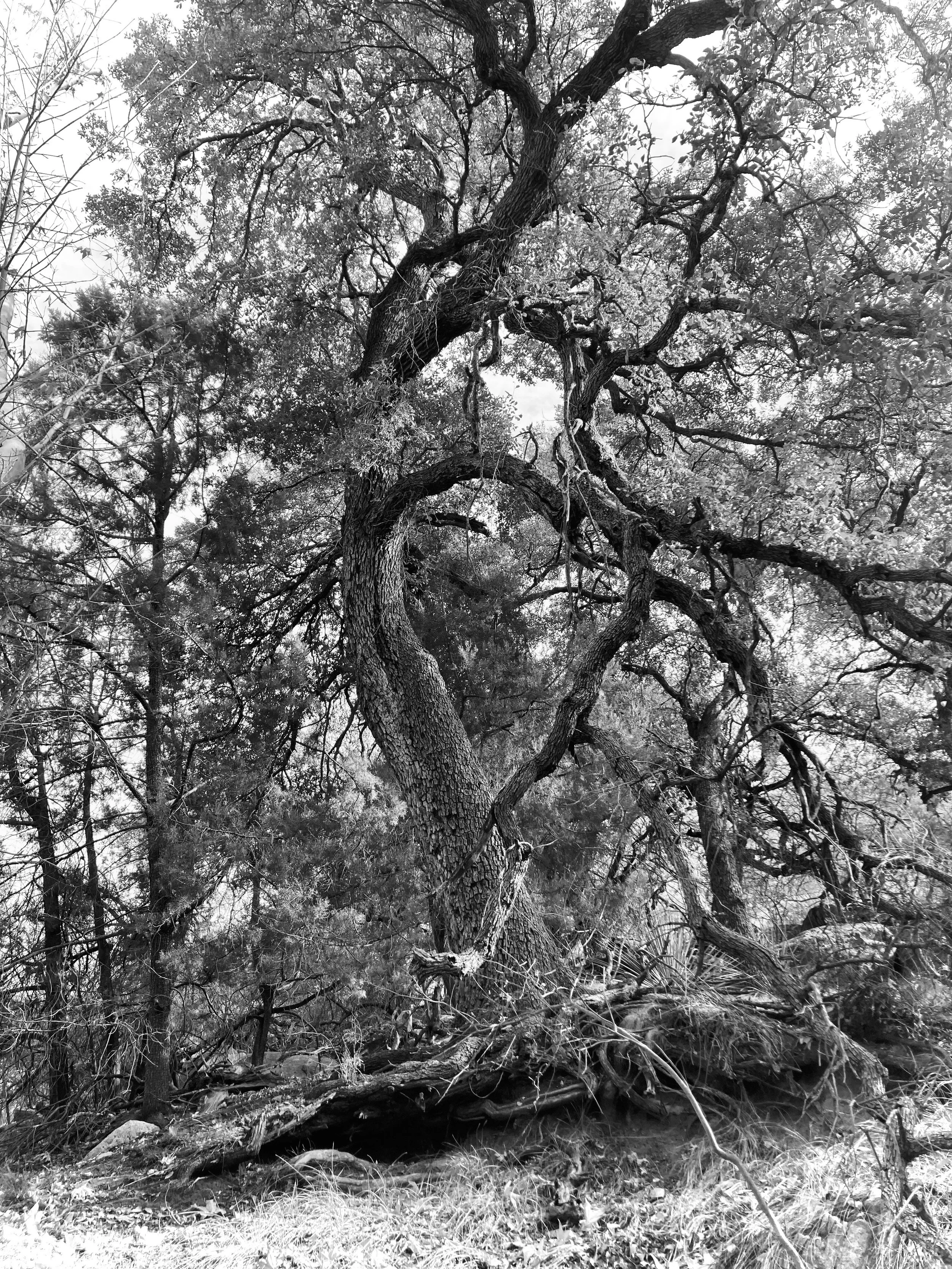 madera canyon, coronado national forest, arizona