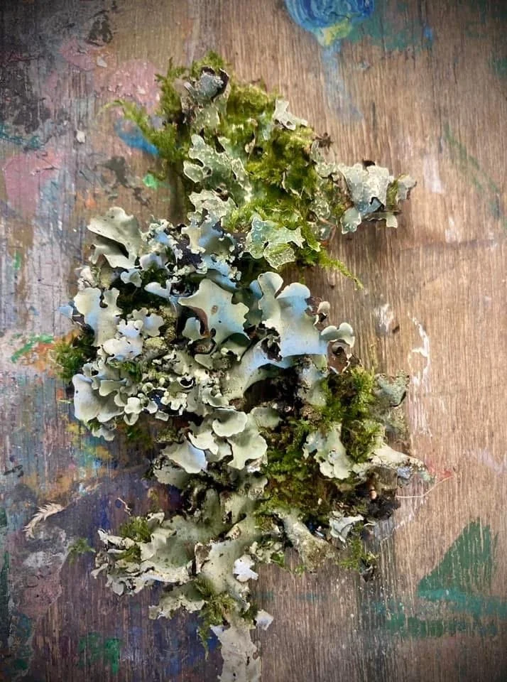 ruffle lichen in the studio