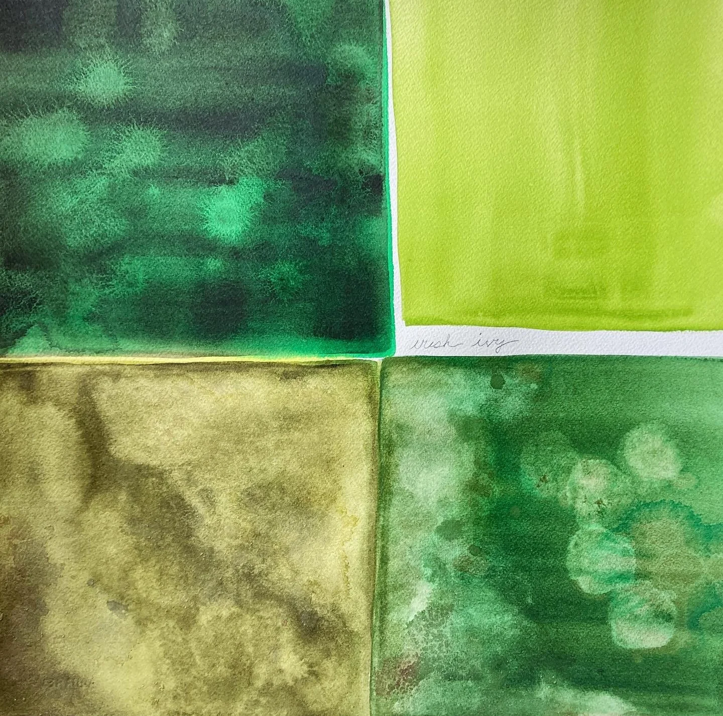 irish ivy, water from annaghmakerrig lake & watercolor on paper, 15"x15"