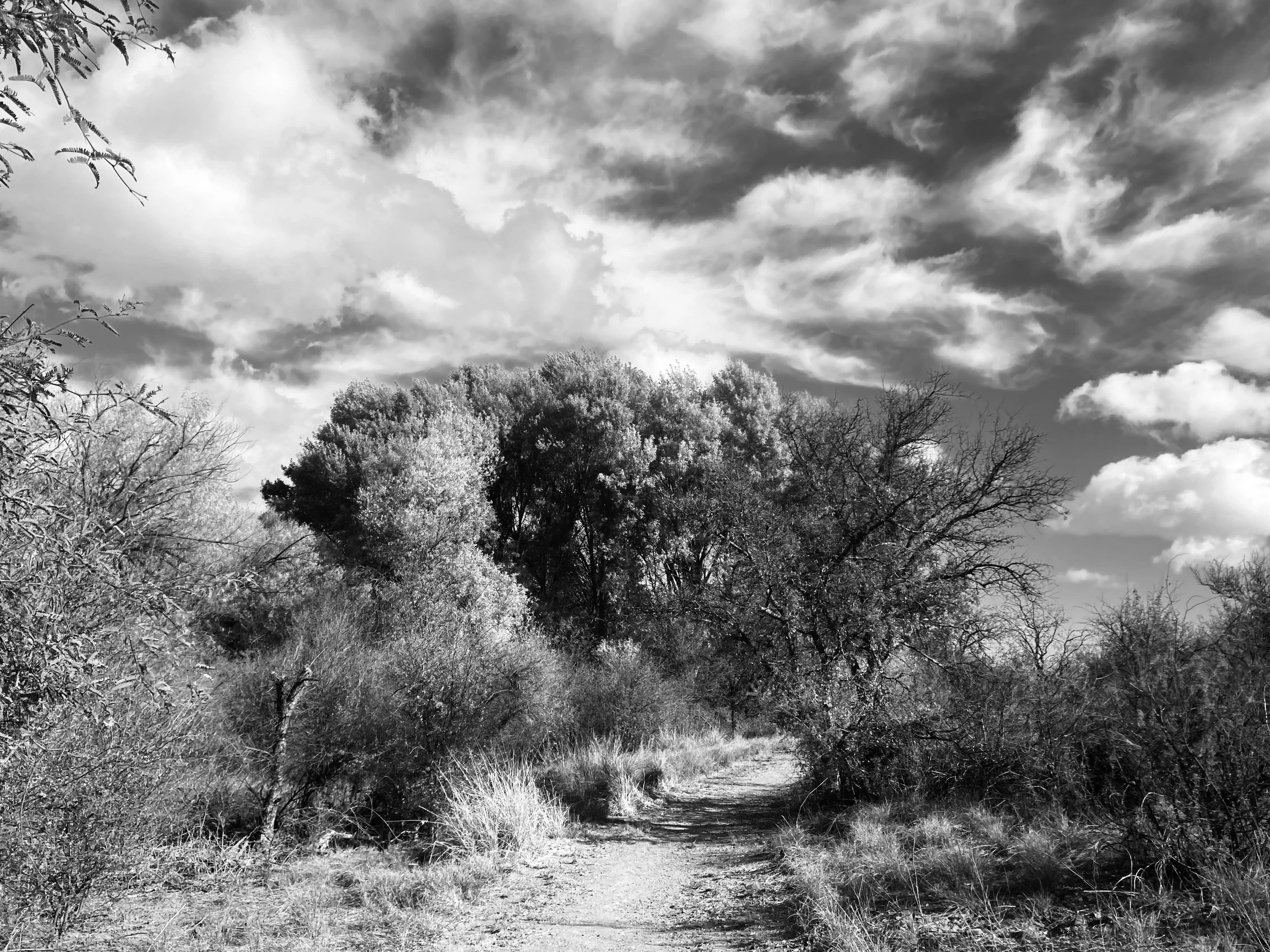 buenos aires national wildlife refuge, arizona 