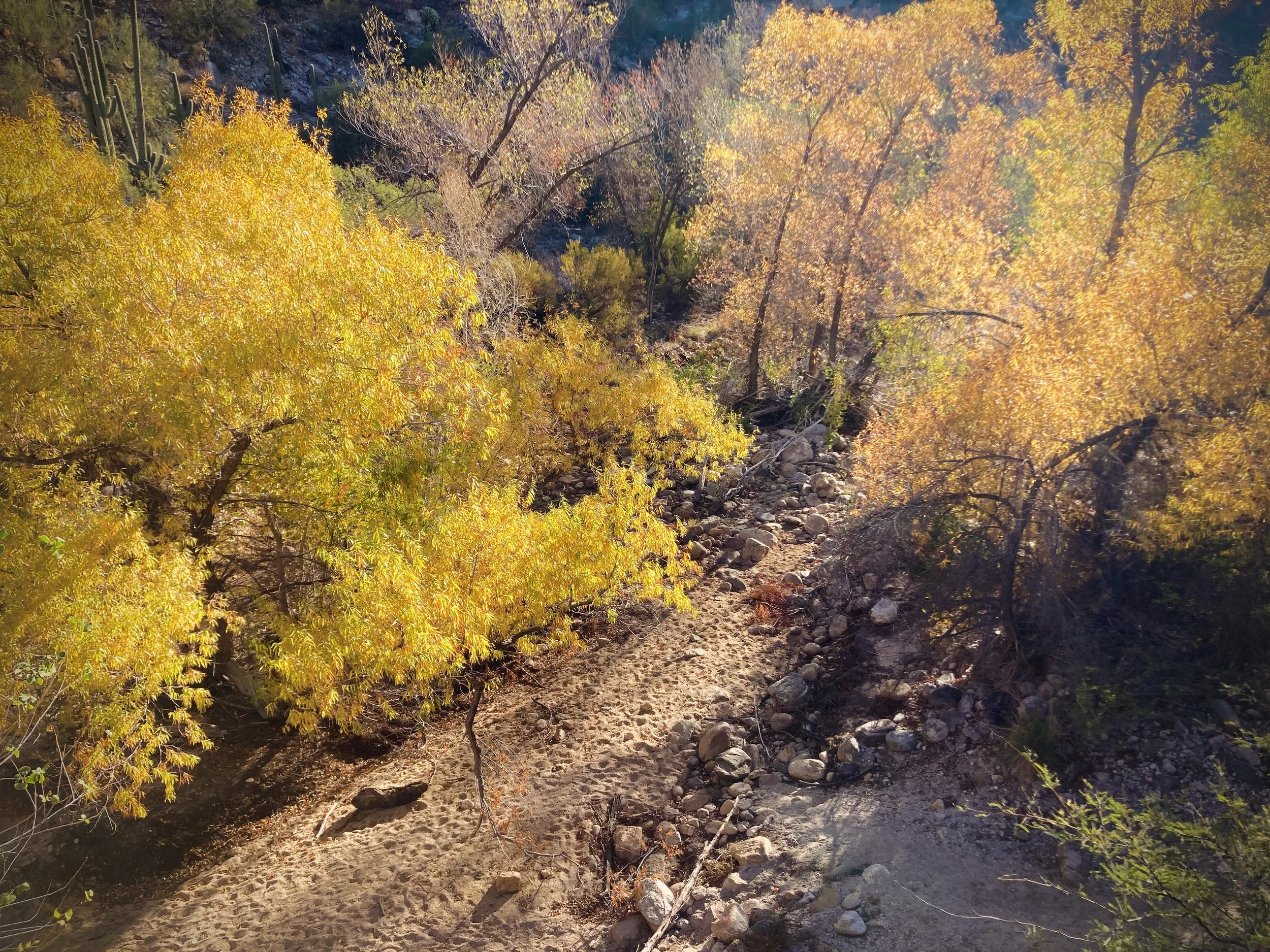 dry sabino creek bed, tucson, arizona