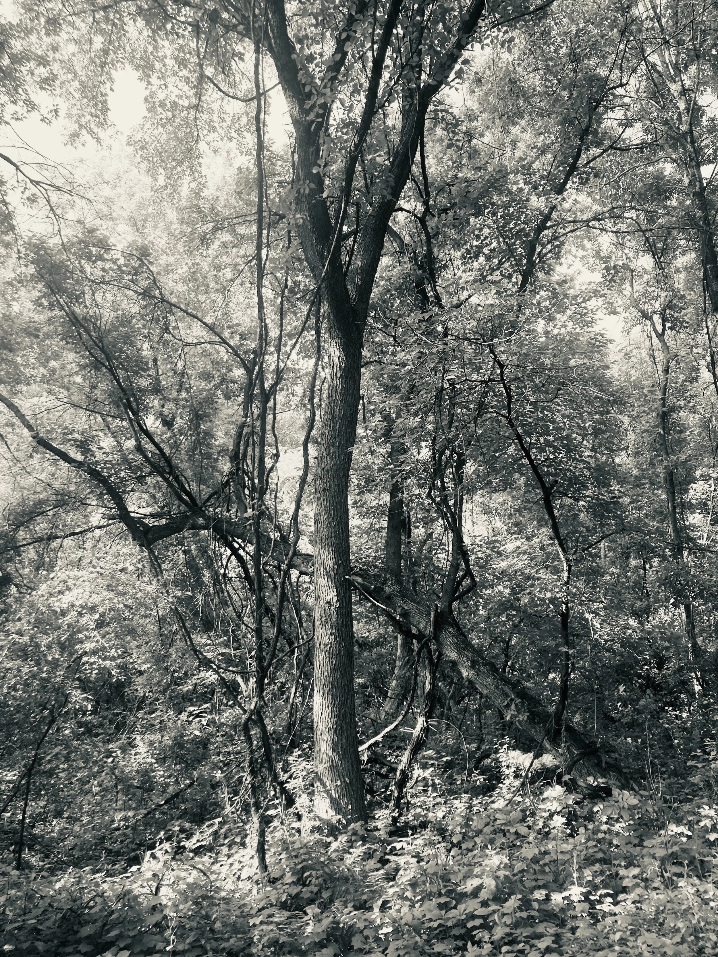 elm creek park reserve, minnesota