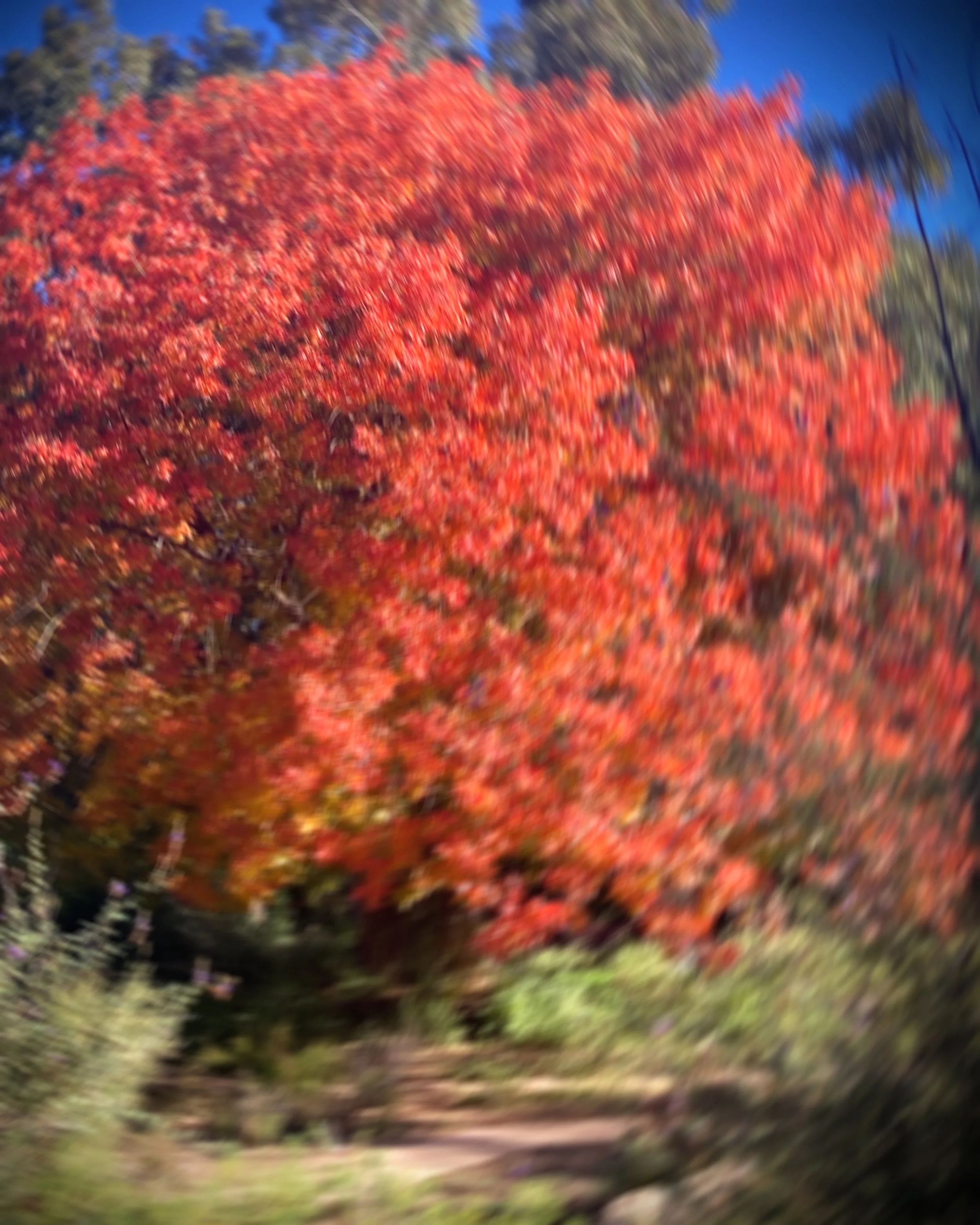 boyce thompson arboretum, arizona 
