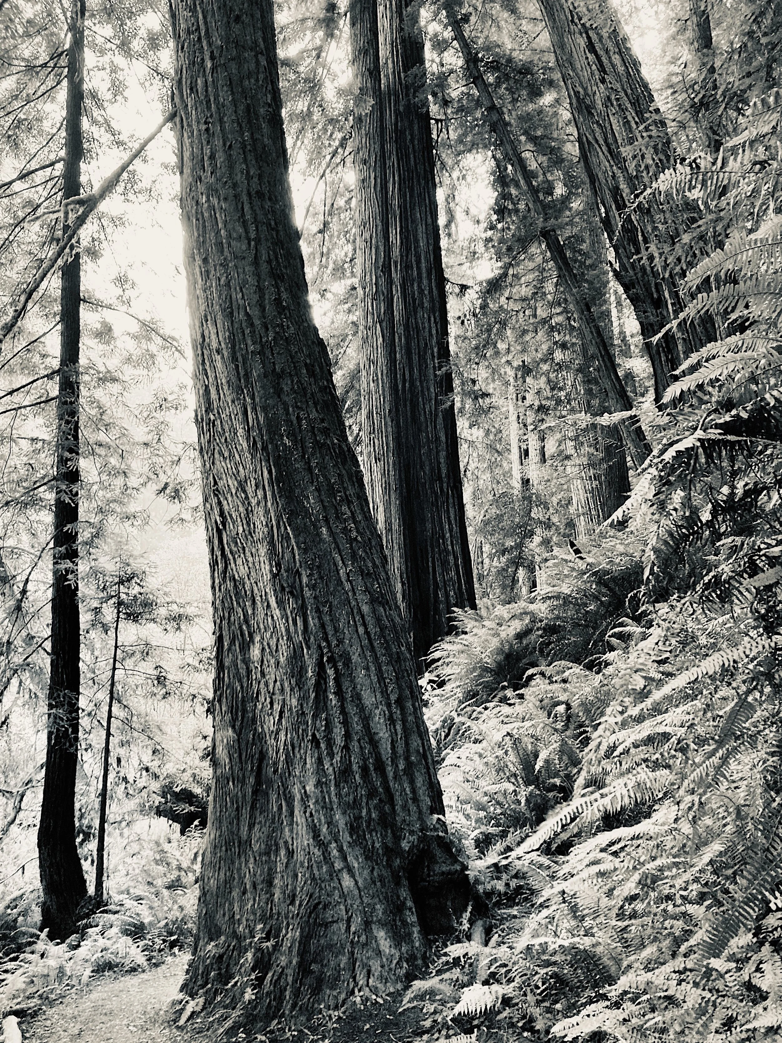prairie creek redwoods state park, california