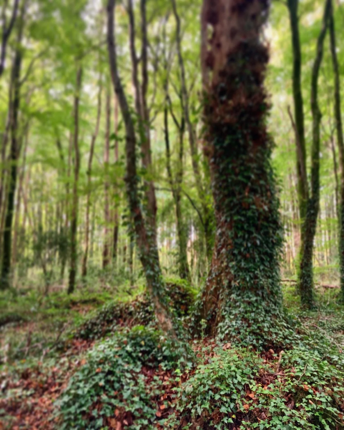 tyrone guthrie centre, co. monaghan, ireland
