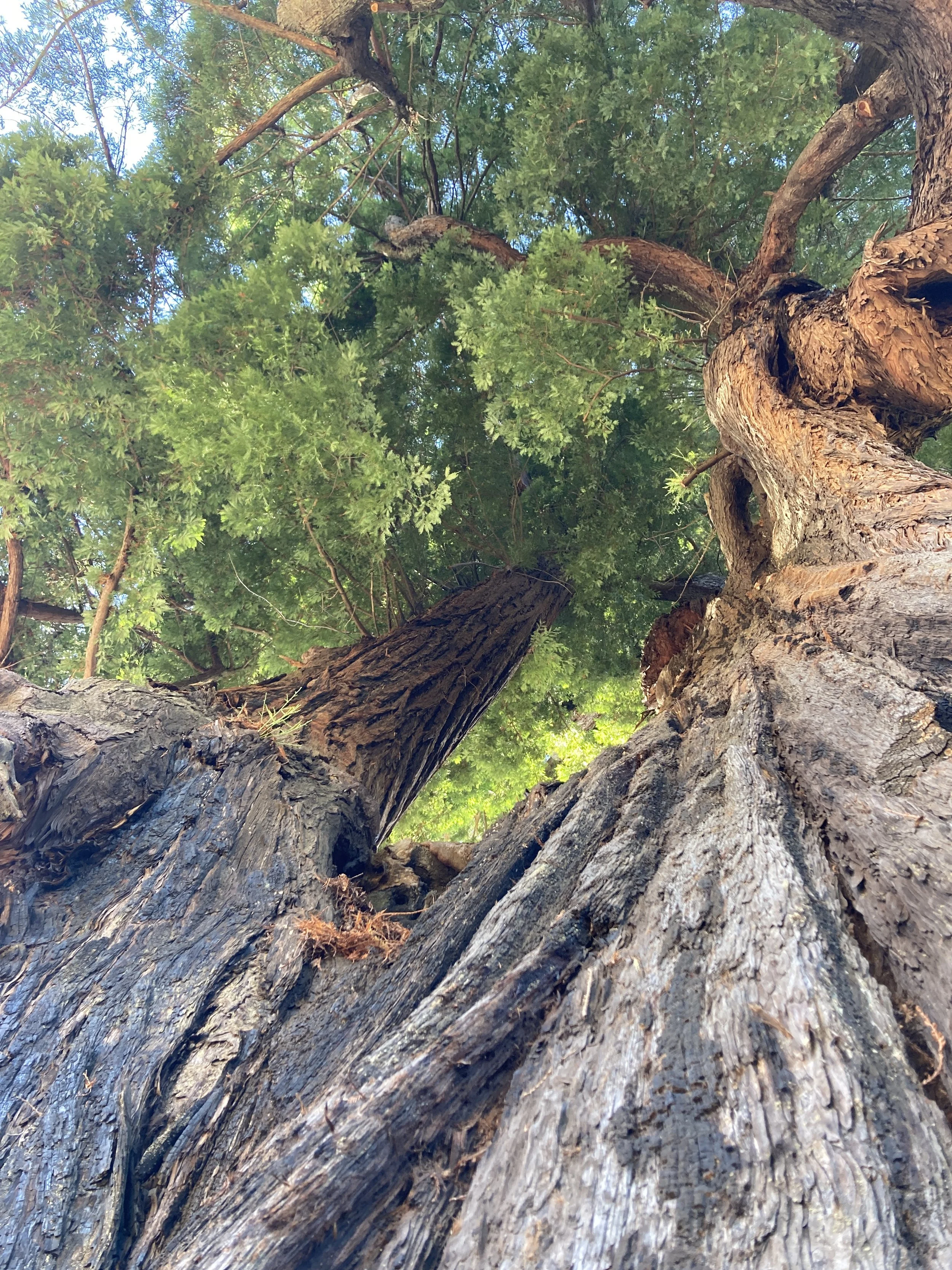 humboldt redwoods state park, california