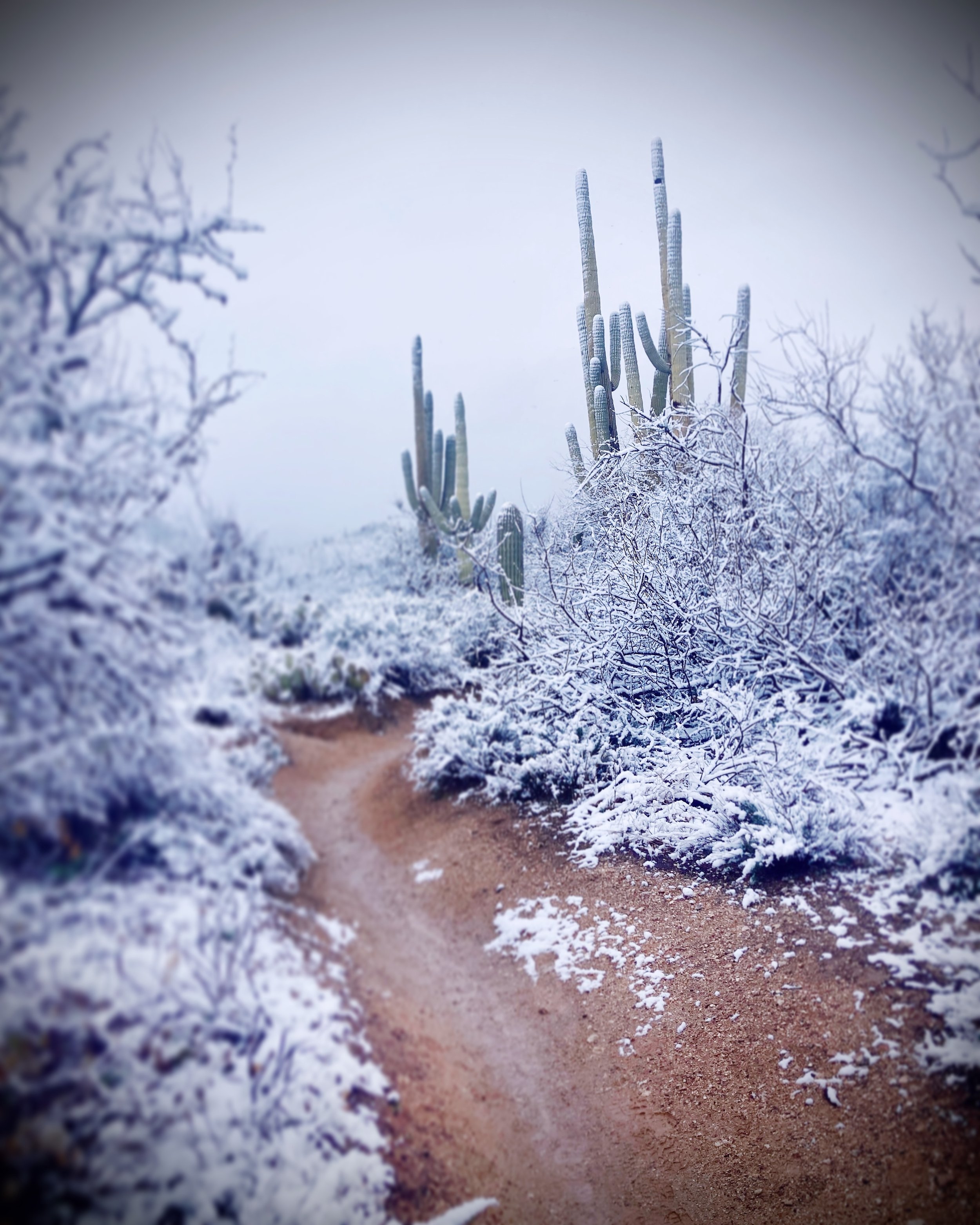 sabino canyon, tucson, arizona