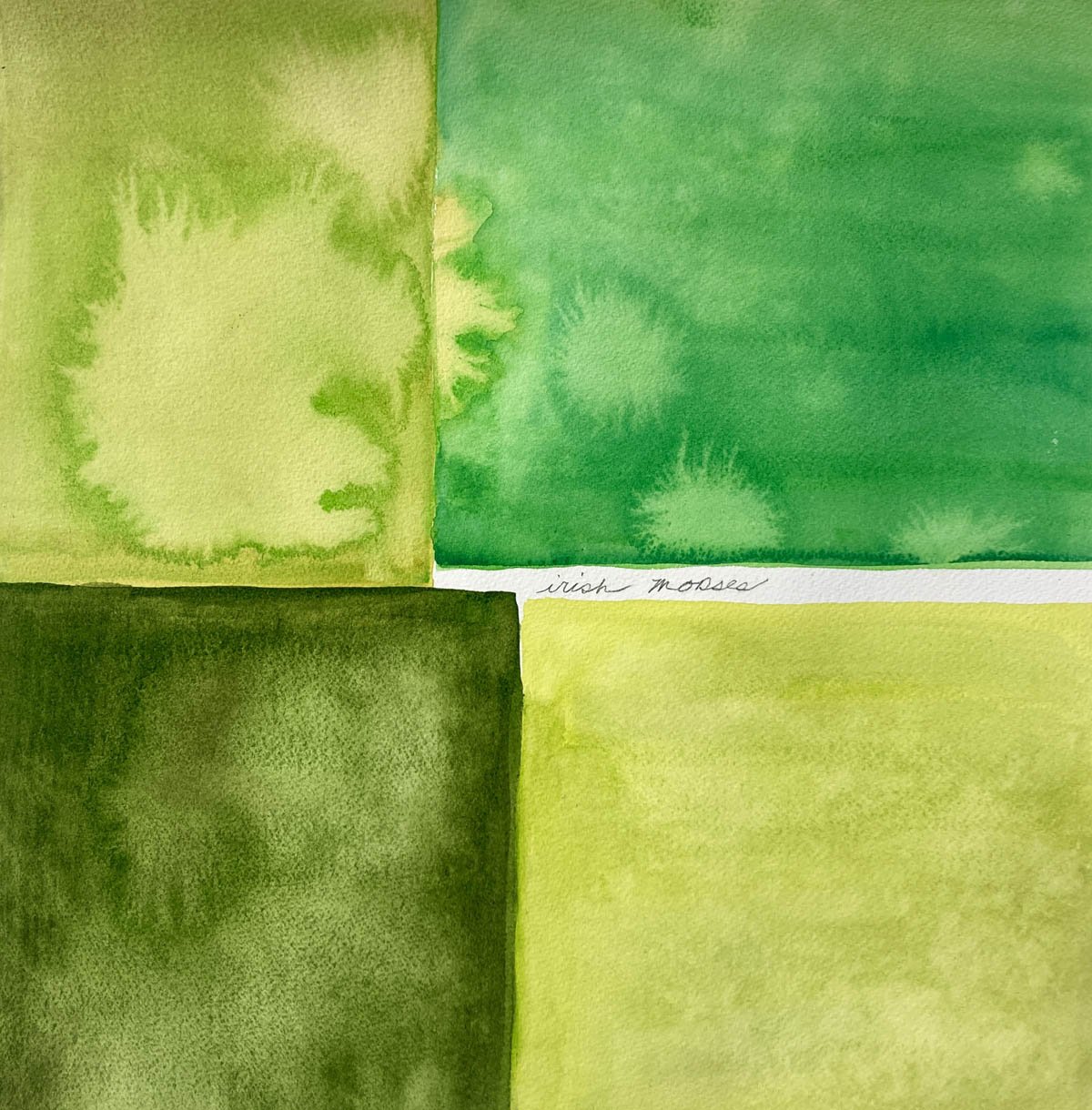 Irish mosses, water from Annaghmakerrig Lake and watercolor on paper, 15"x15"