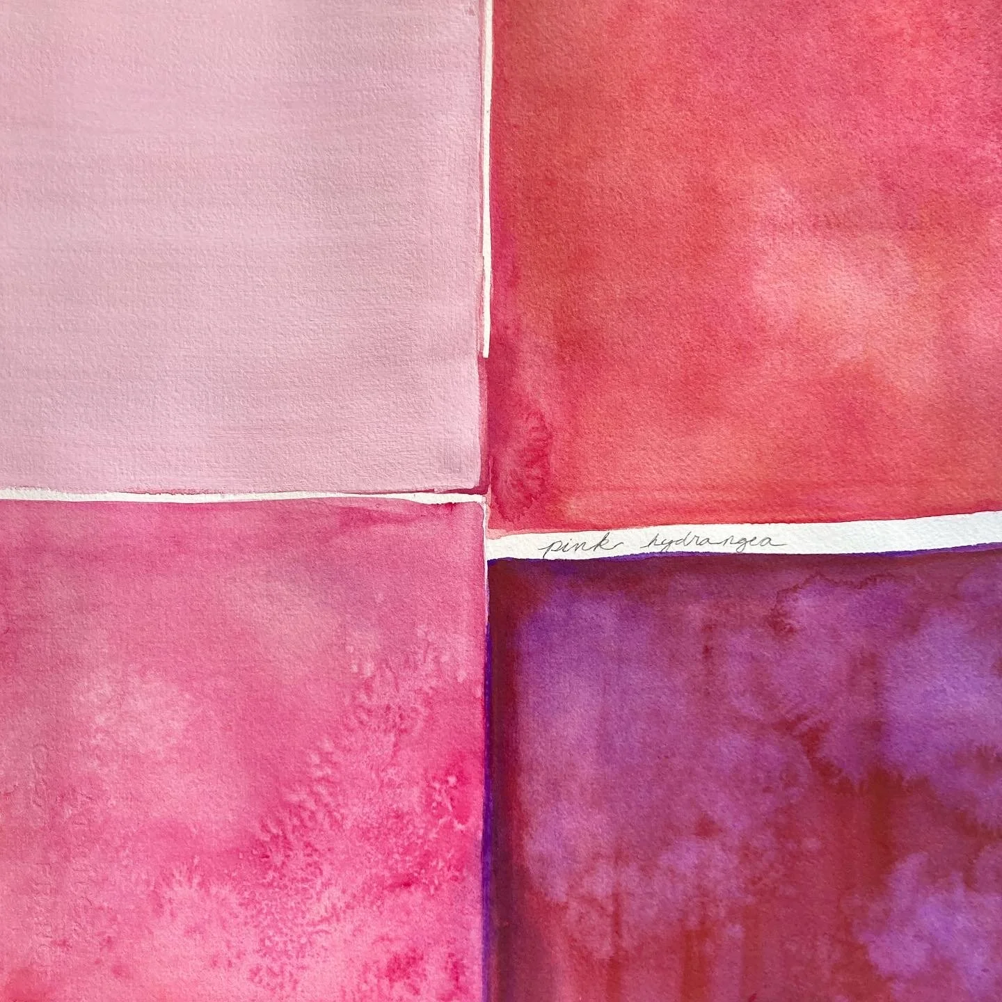 pink hydrangeas, water from annaghmakerrig lake & watercolor on paper, 15"x15"