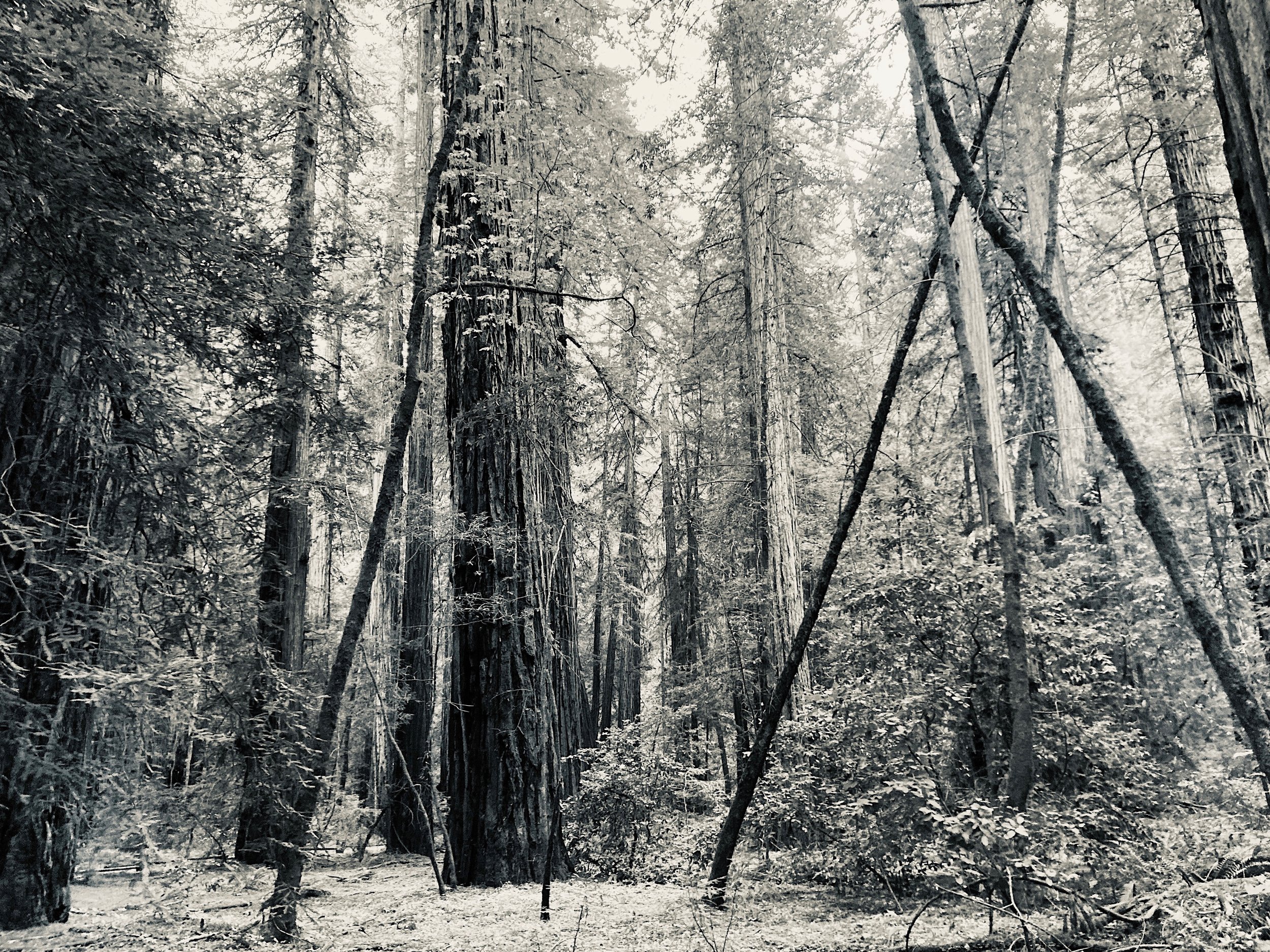 armstrong redwoods state natural reserve, california