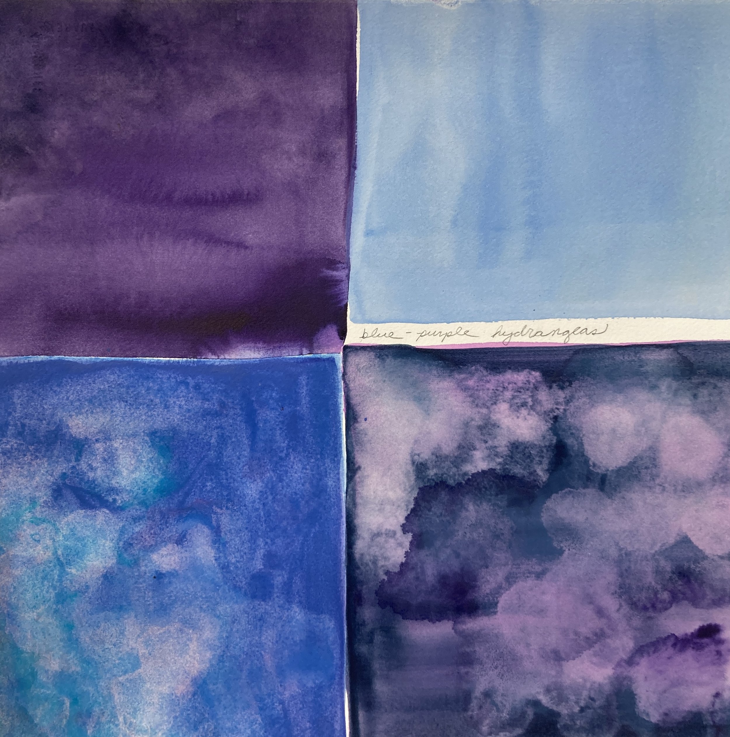 Blue hydrangeas, water from Annaghmakerrig Lake and watercolor on paper