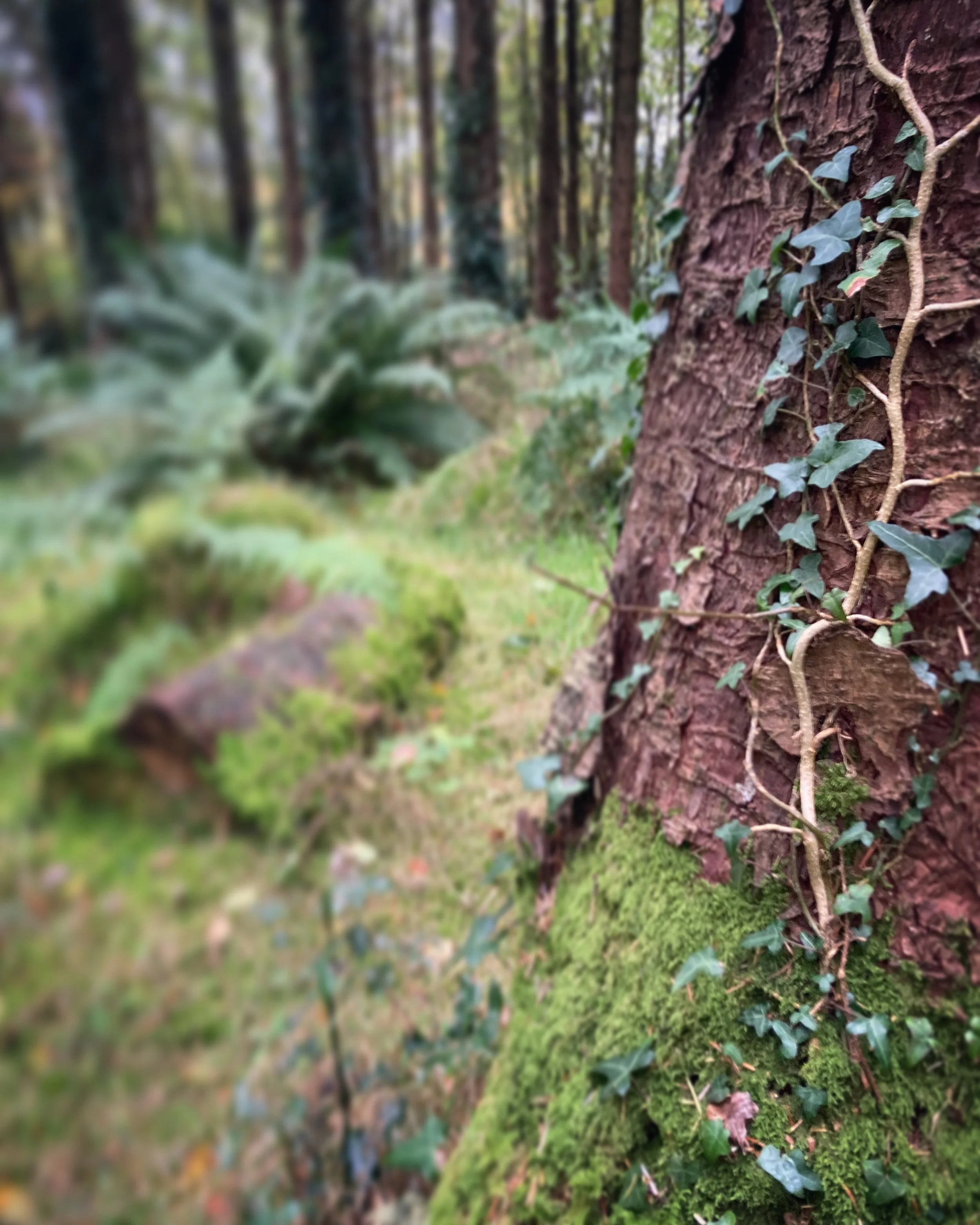 tyrone guthrie centre, co. monaghan, ireland