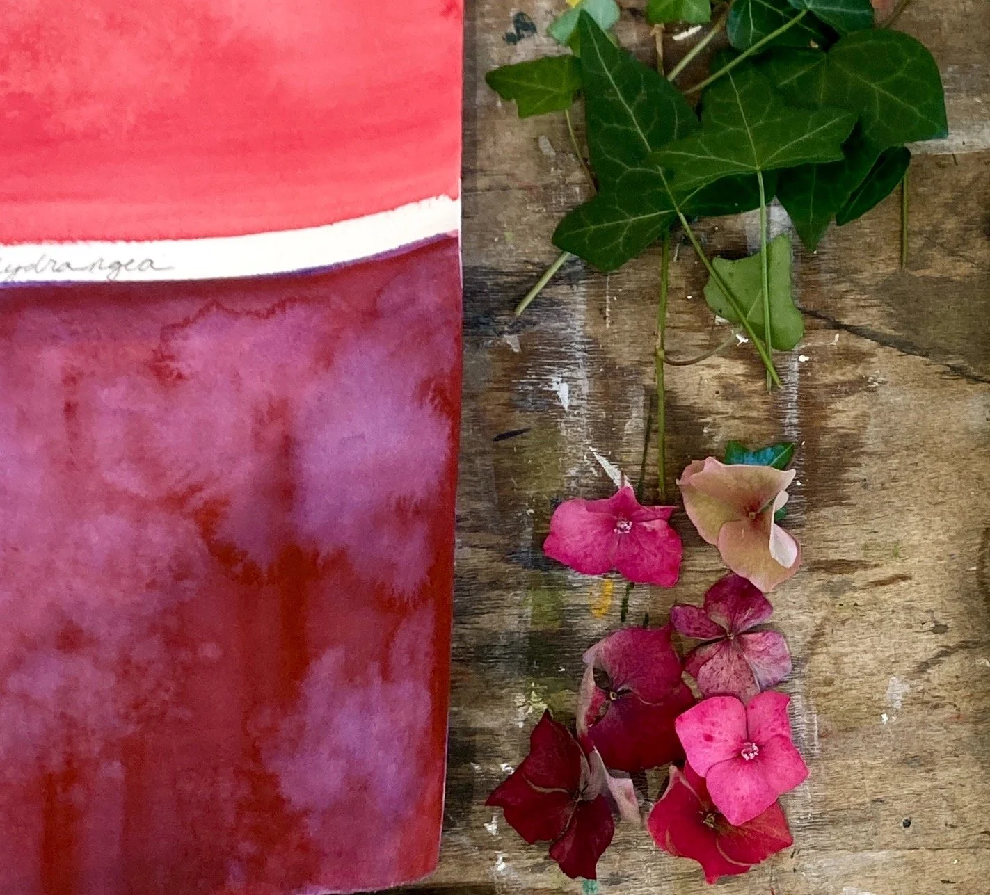 hydrangeas in the studio