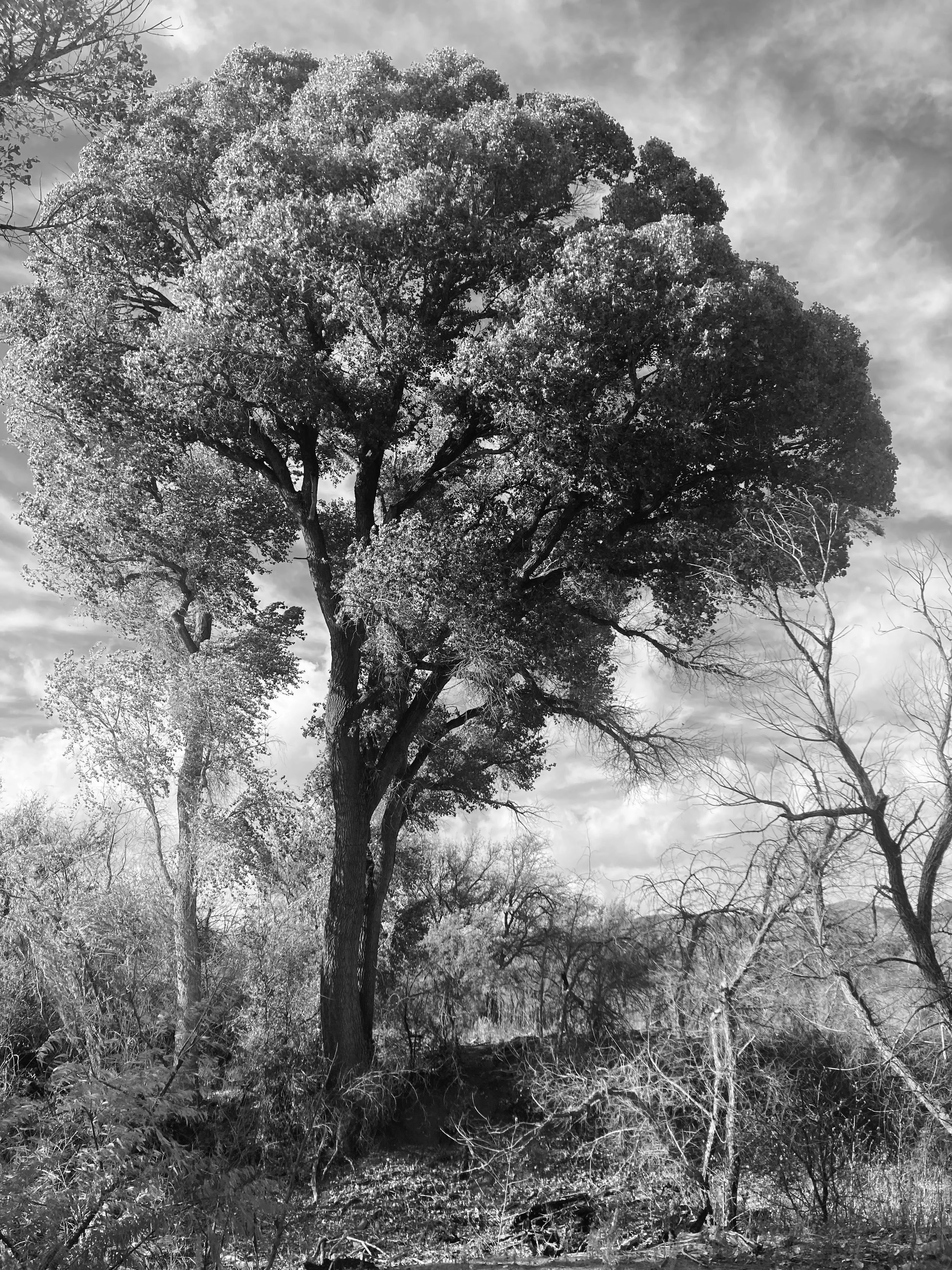 arivaca cienega, arizona