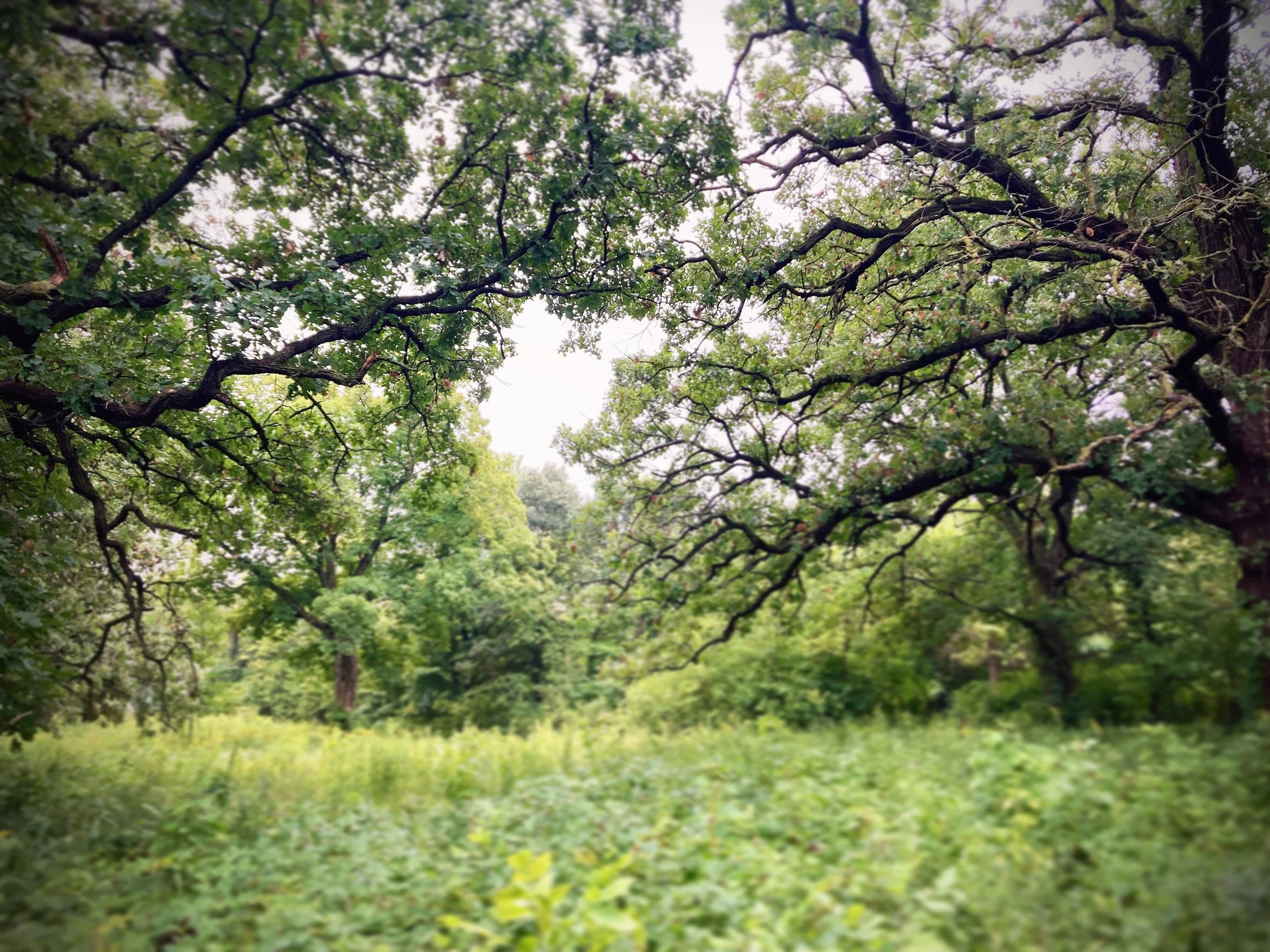 ney nature center, minnesota