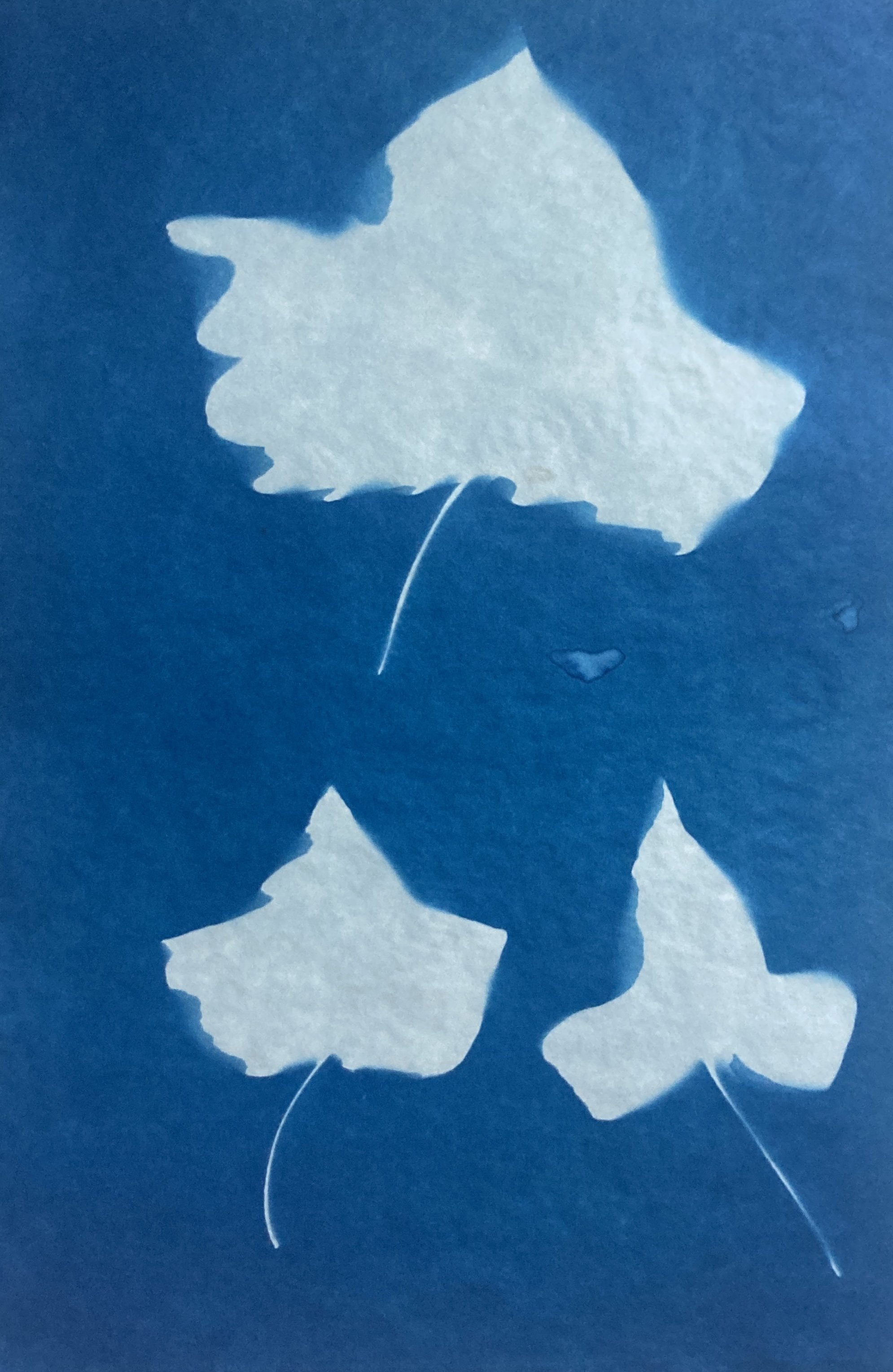 Ivy, cyanotype