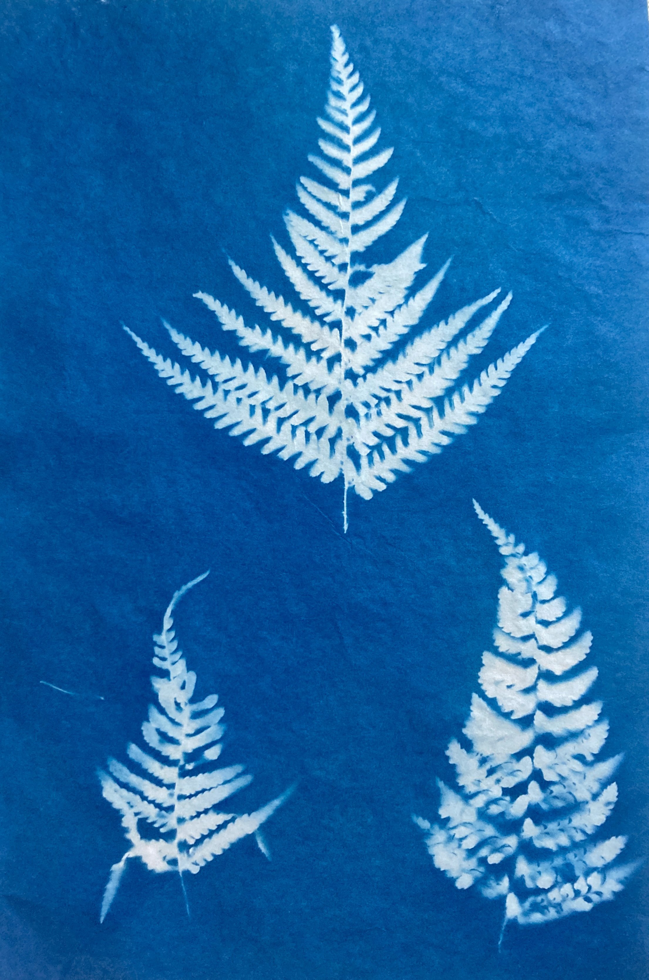 Irish ferns, cyanotype