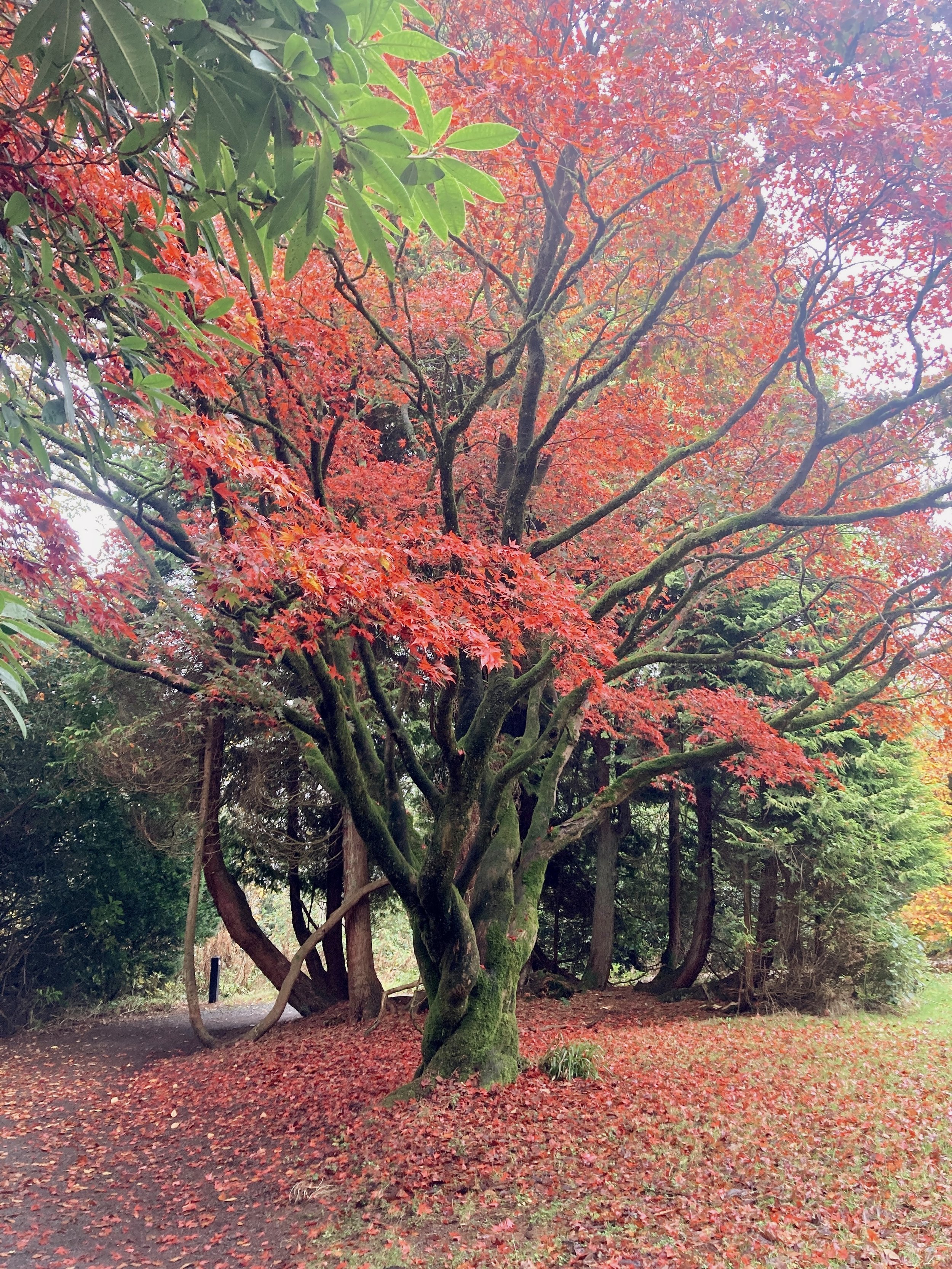 parkanaur forest park, northern ireland