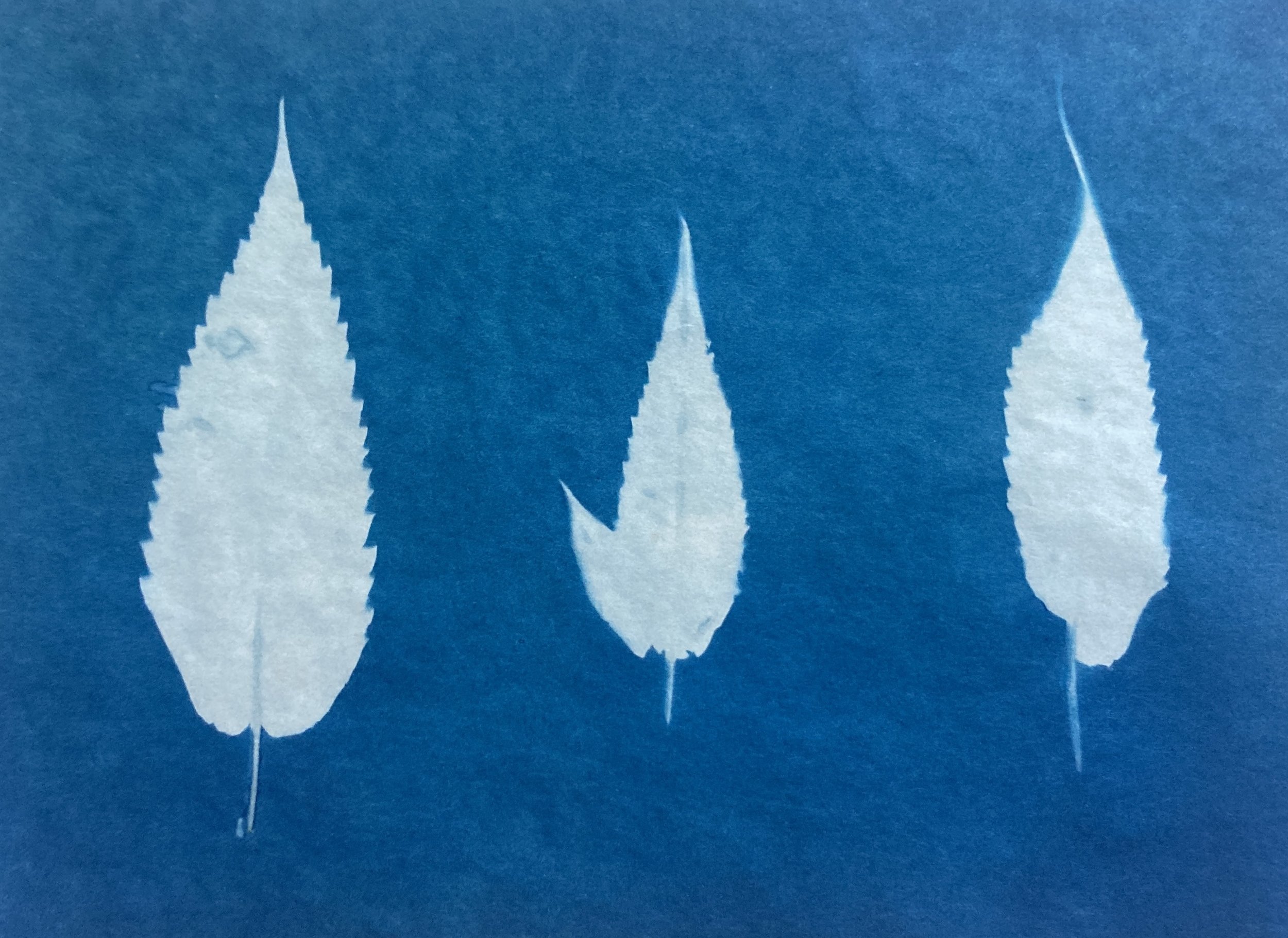Sumac, cyanotype