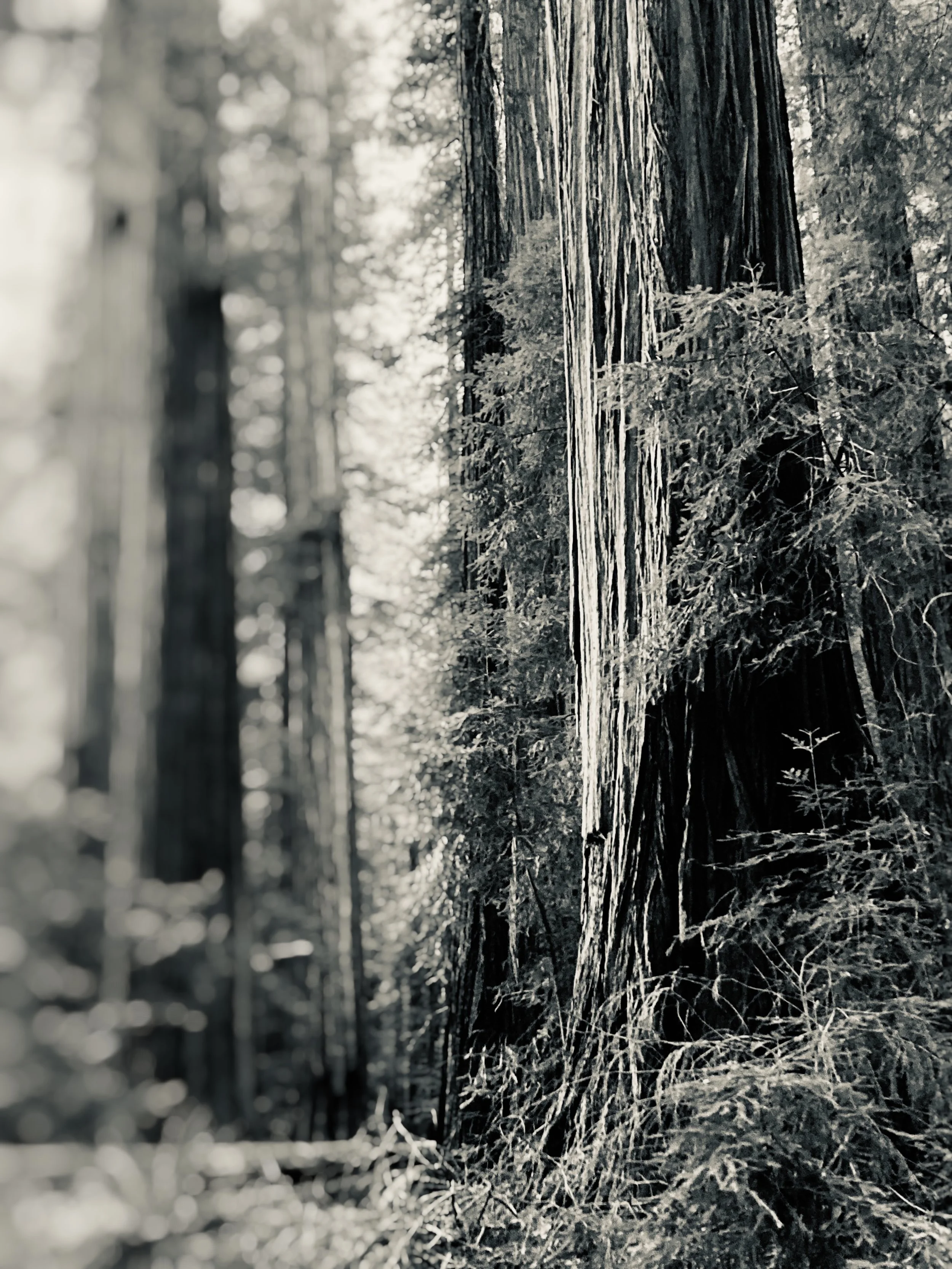 redwood national forest, california 
