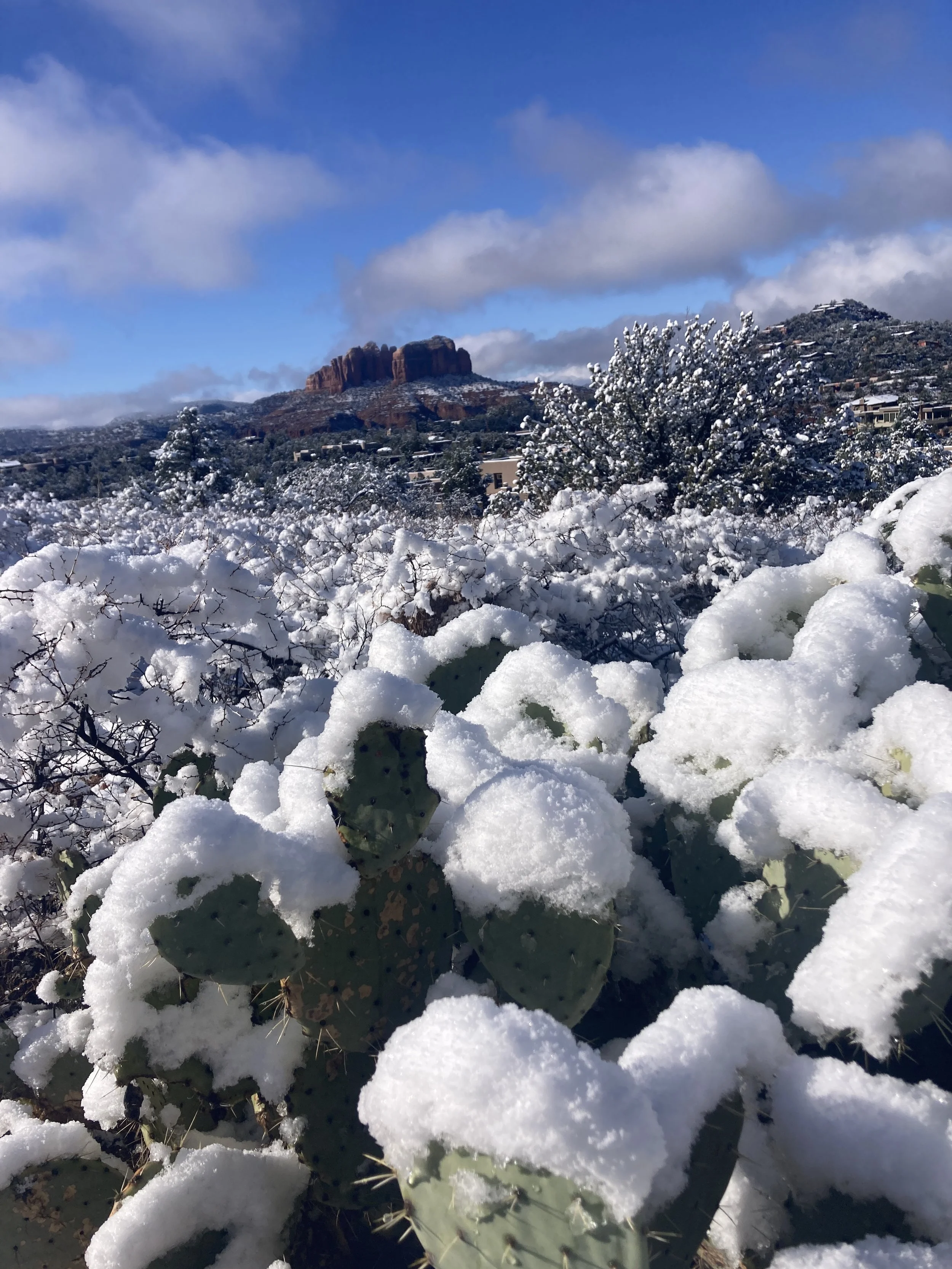 coconino nat'l forest, sedona, arizona