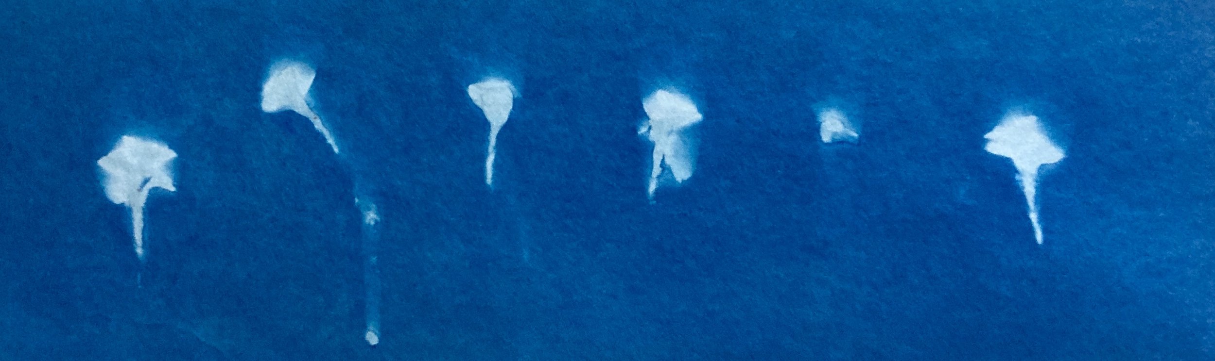 Dragon's blood, cyanotype