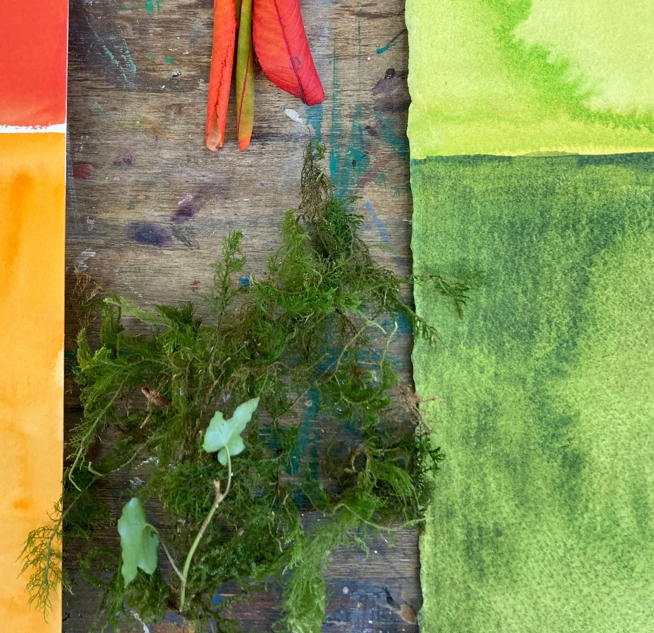 irish mosses in the studio