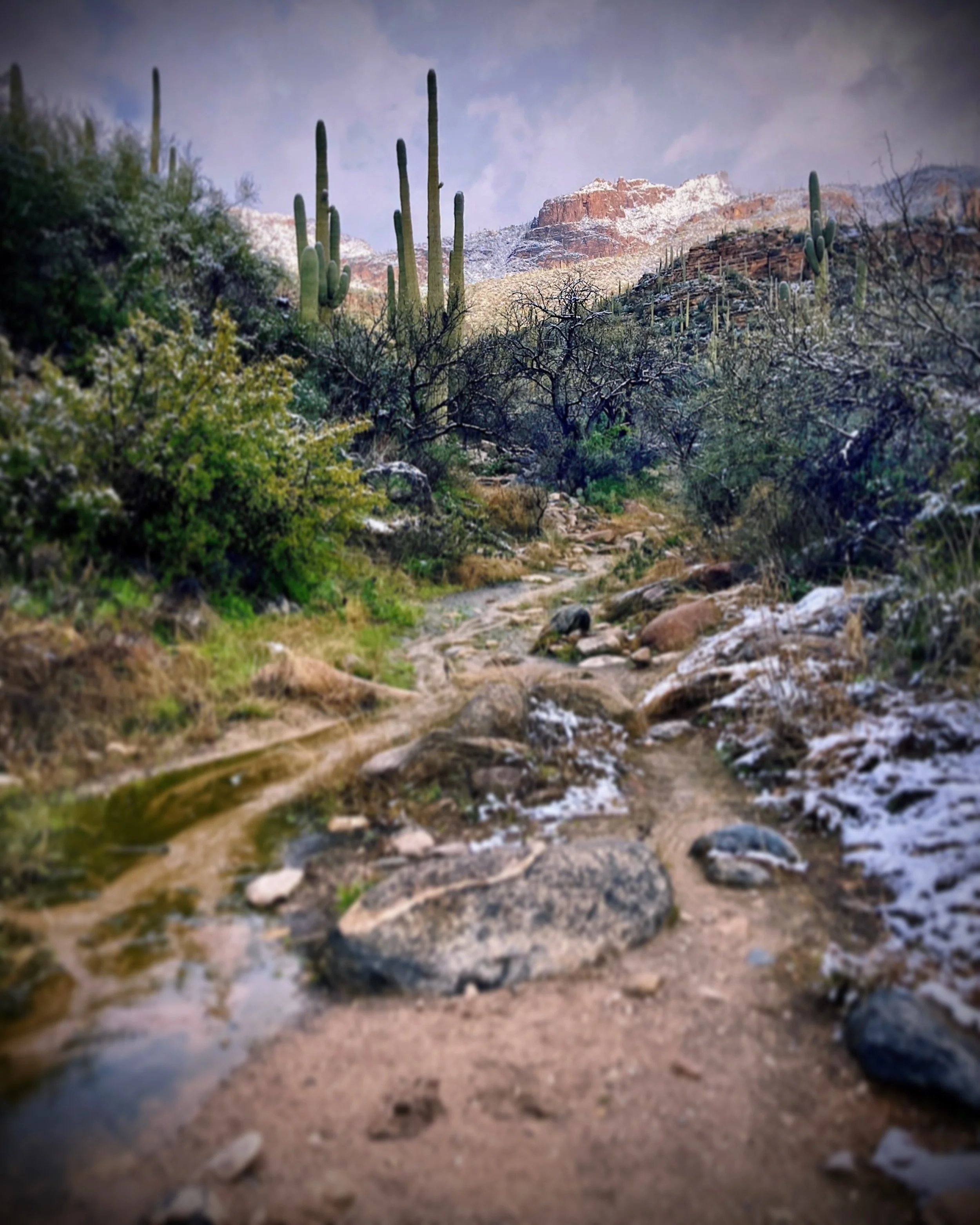sabino canyon, tucson, arizona
