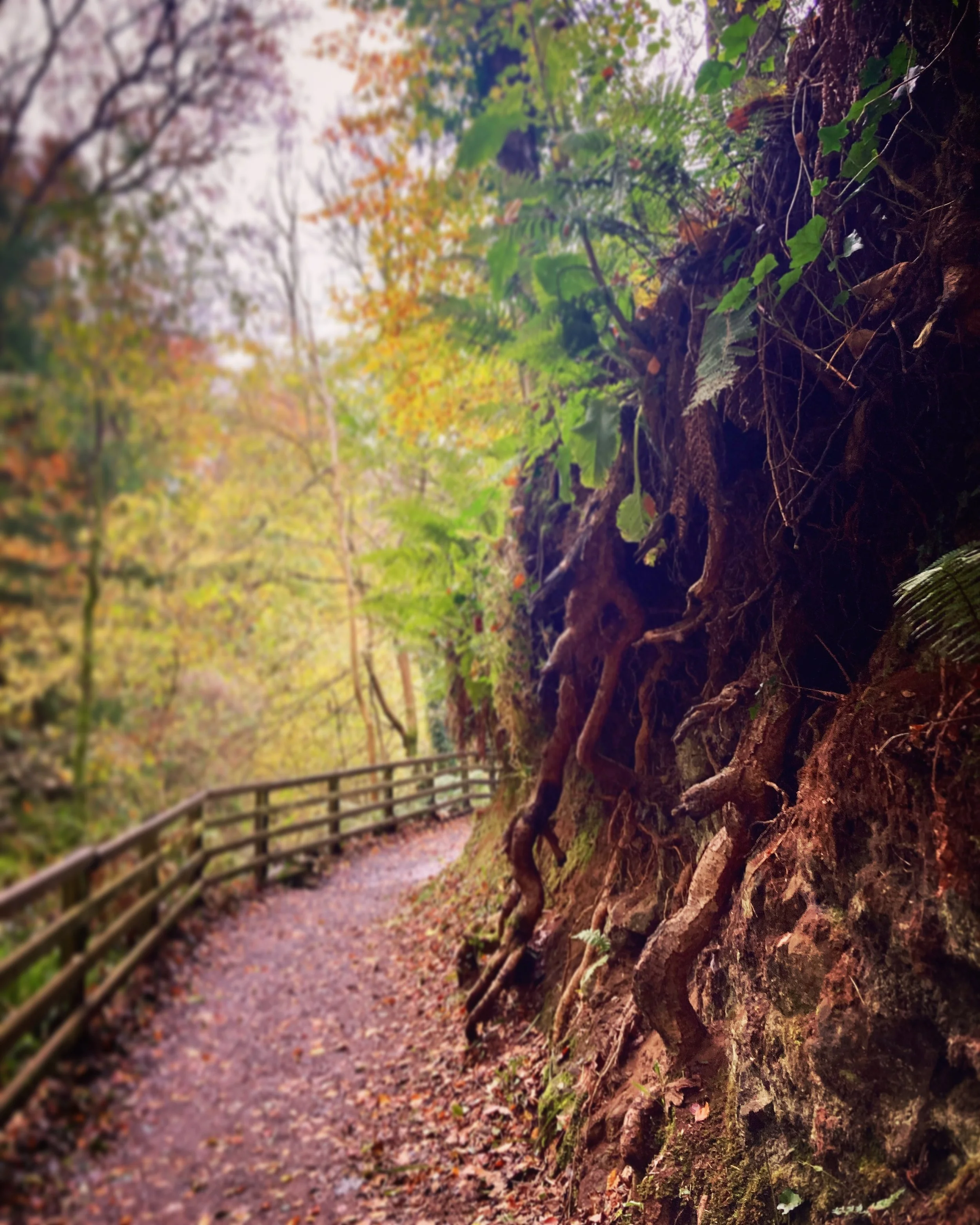 glenariff forest park, northern ireland