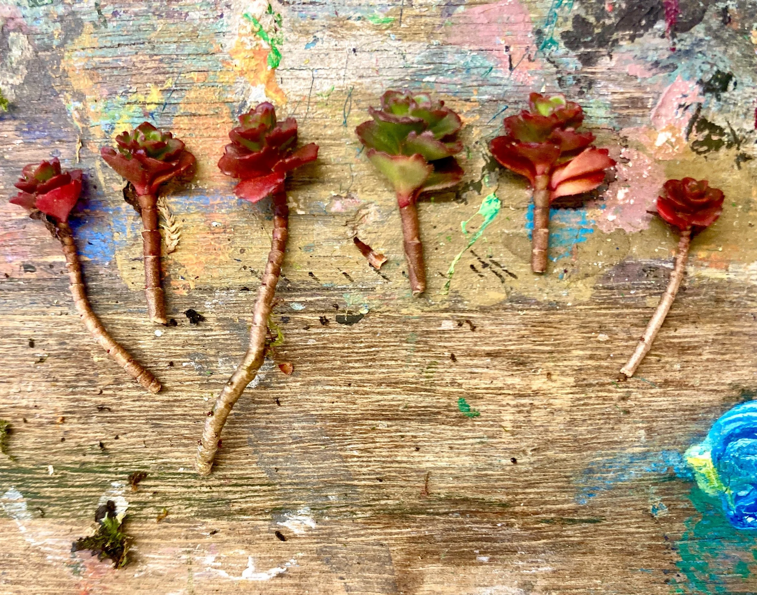 dragon's blood succulents in the studio