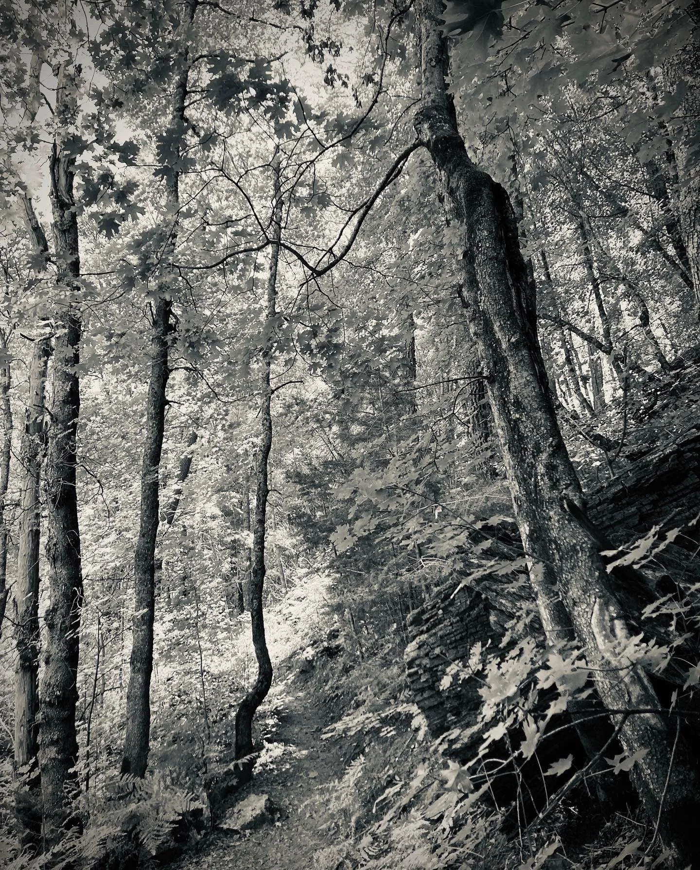 bear wallow, coronado national forest, tucson, arizona 