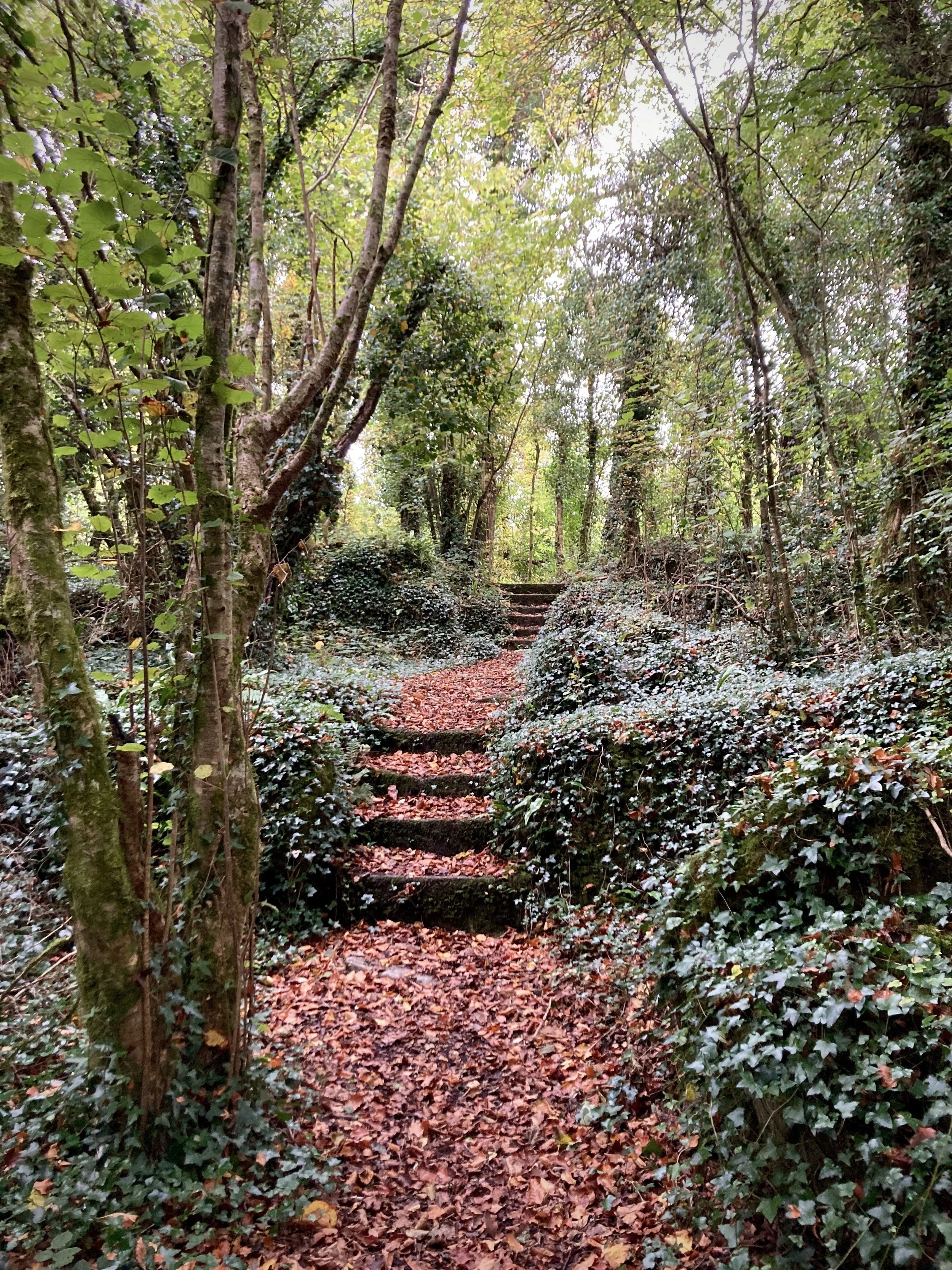 dromore wood, co. galway, ireland