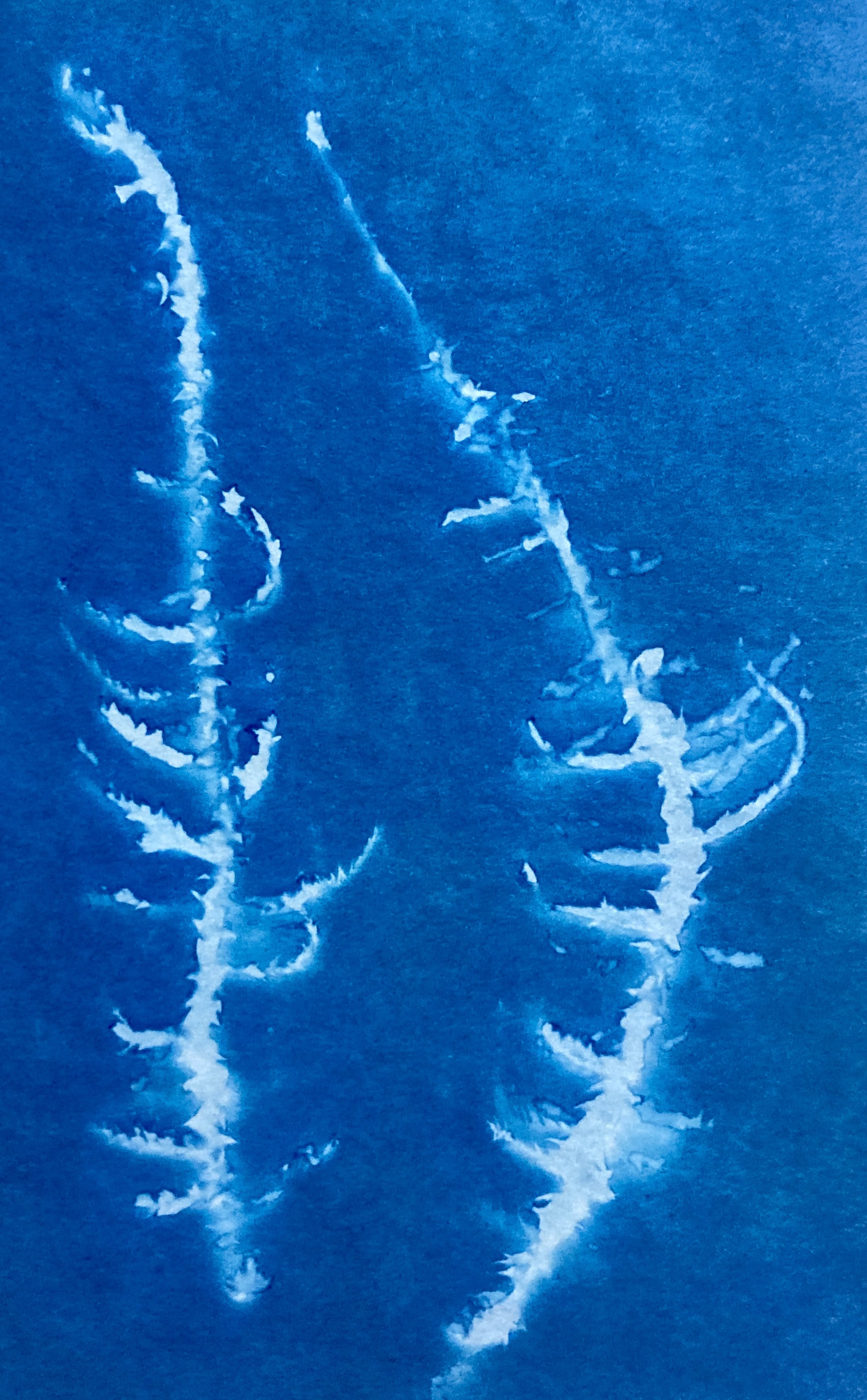Irish moss, cyanotype
