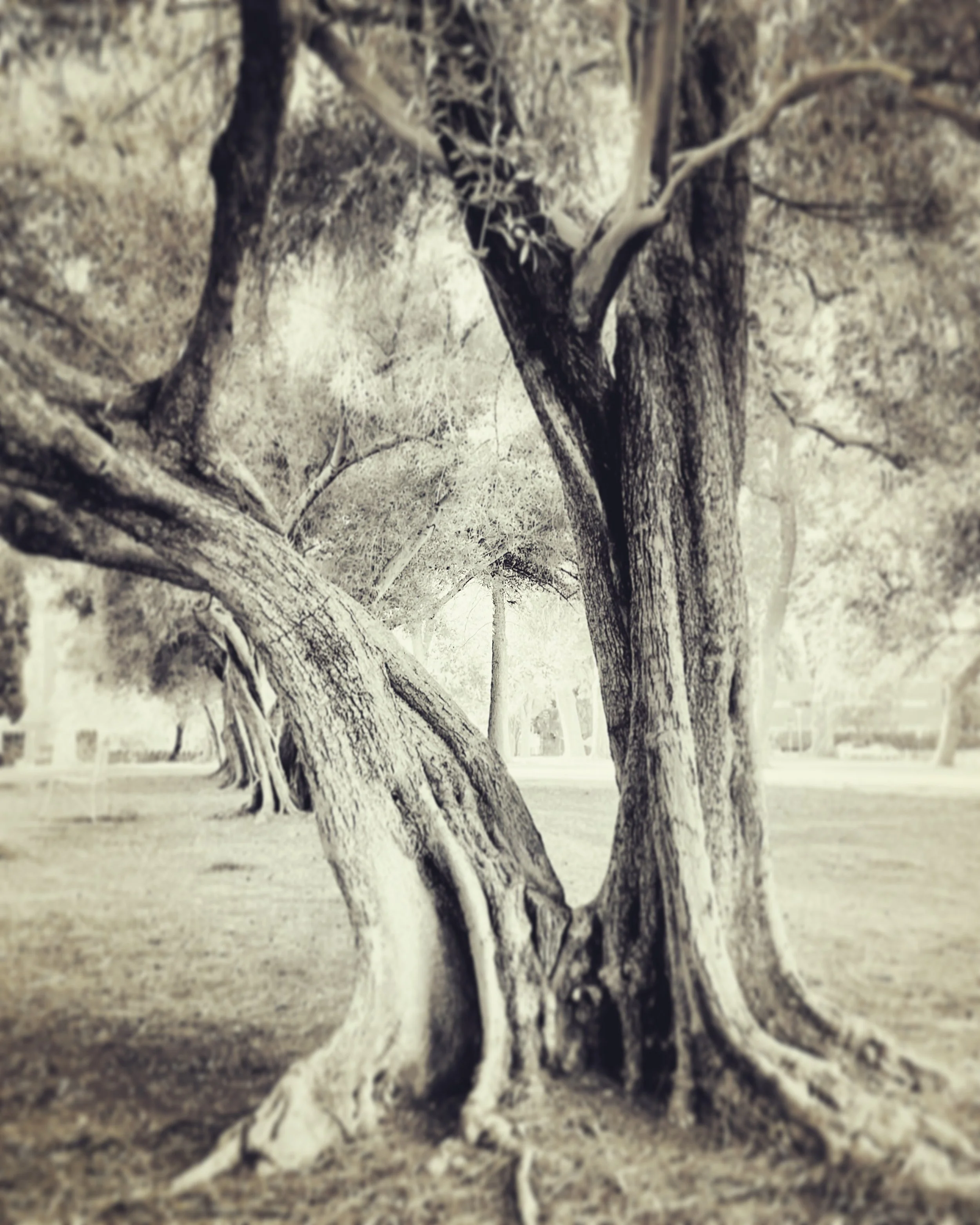 university of arizona, tucson