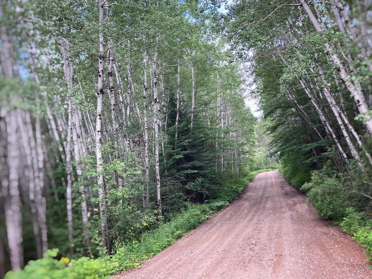 shannon lake forest road, sturgeon river state park, minnesota
