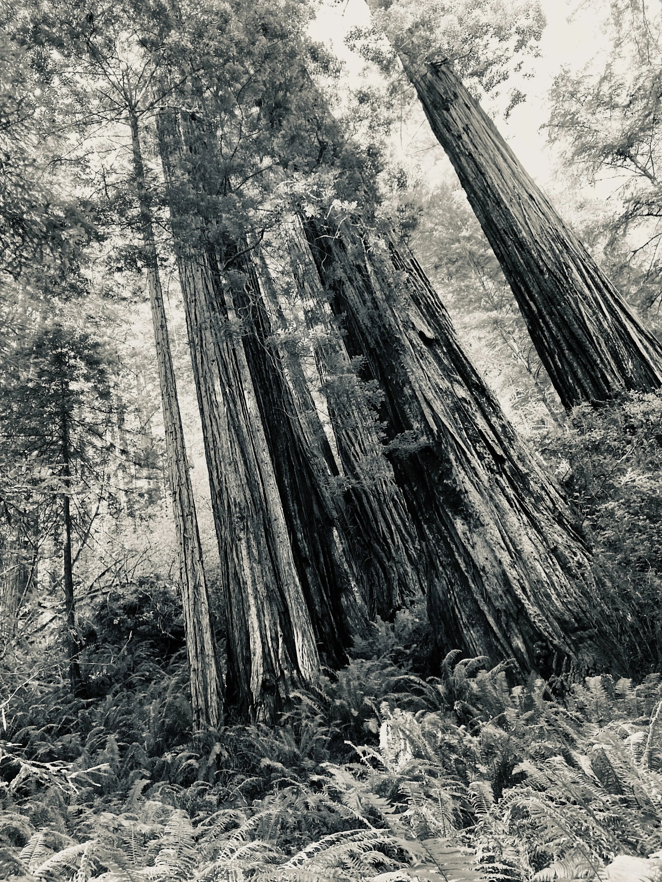 prairie creek redwoods state park, california