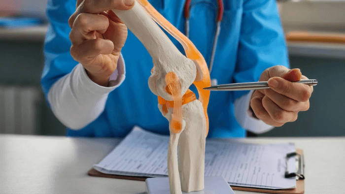 person pointing at knee joint model