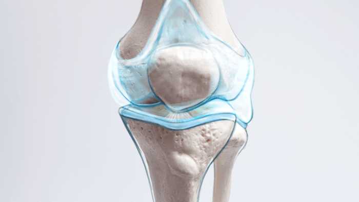 stylized image of knee joint showing articular cartilage