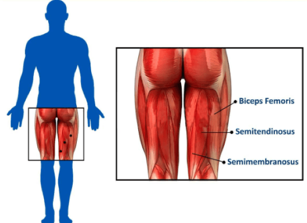 hamstring anatomy