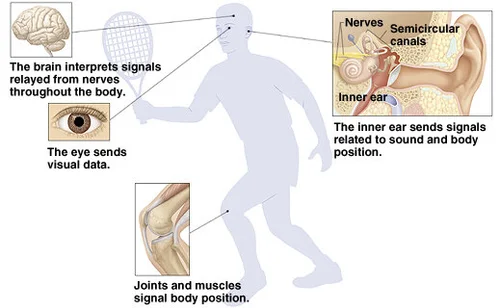 The Three Bodily Balance Systems — Science of Falling