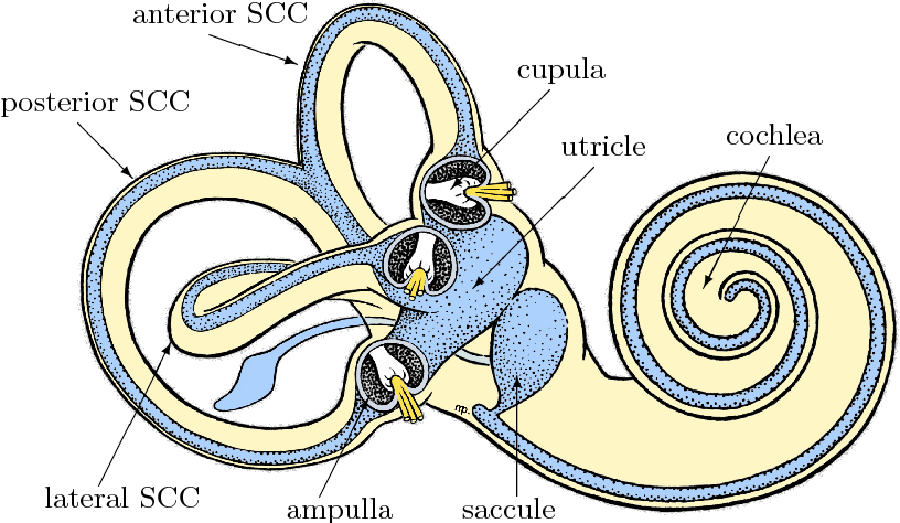 Anatomy of the Vestibular System: Understanding Your Inner Ear’s Role ...