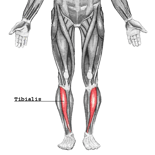 anterior tibialis anatomy