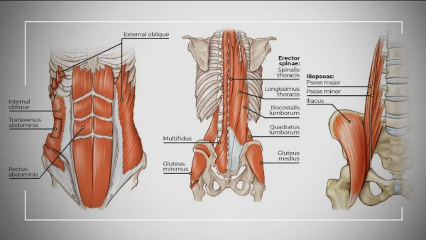 Deep Muscle Example 6 Muscles You Should Work for Improved Balance and Athleticism ...