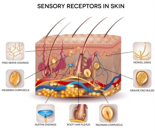 Understanding the Somatosensory System and Its Role in Balance ...
