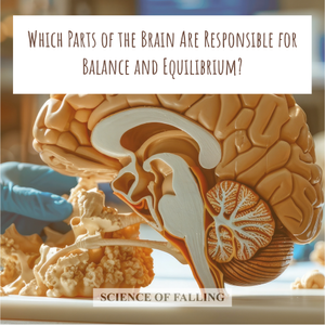 Which Parts of the Brain Are Responsible for Balance and Equilibrium ...