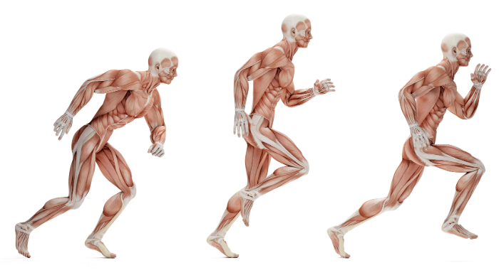 running figure showing muscles and tendons