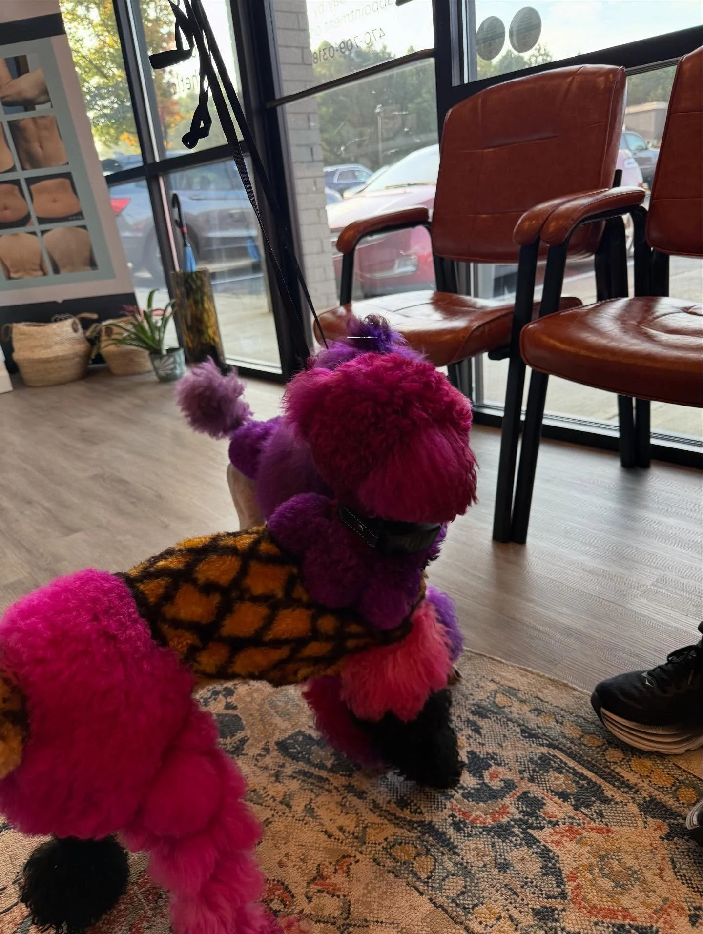 Don&rsquo;t worry we still sell flooring and are not starting dog grooming... Just had to post that we loved meeting @pawsh_purrfect_grooming on Friday! She is a true artist and her babies were the cutest things I&rsquo;ve ever seen! I&rsquo;ve never