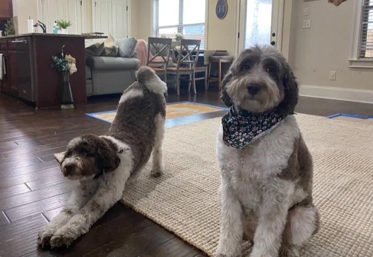 Two cute dogs in a cozy living room with hardwood floors, one lying down and the other sitting on a beige rug, near a window and dining area.