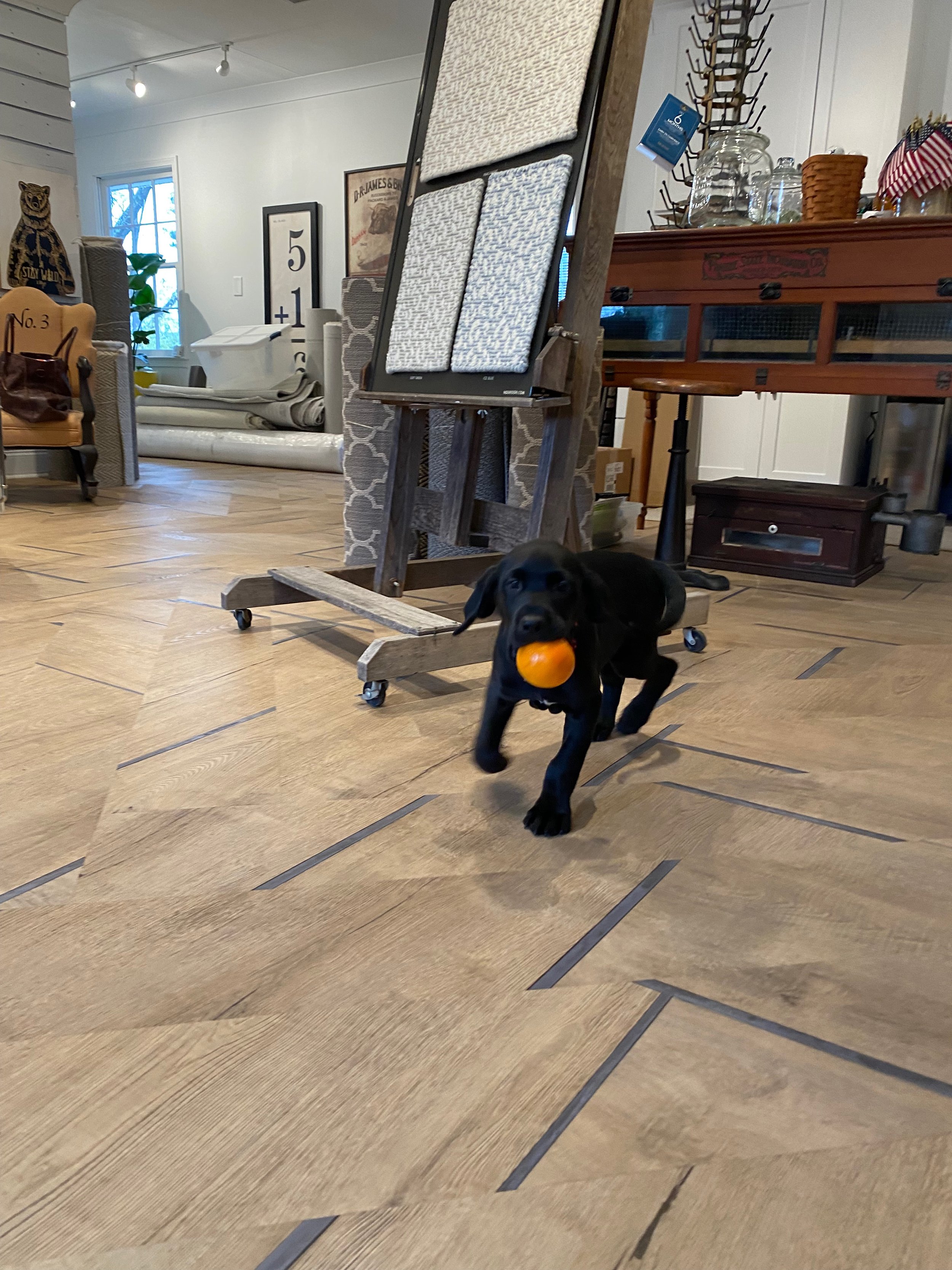 black lab puppy on lvp flooring with orange in it's mouth